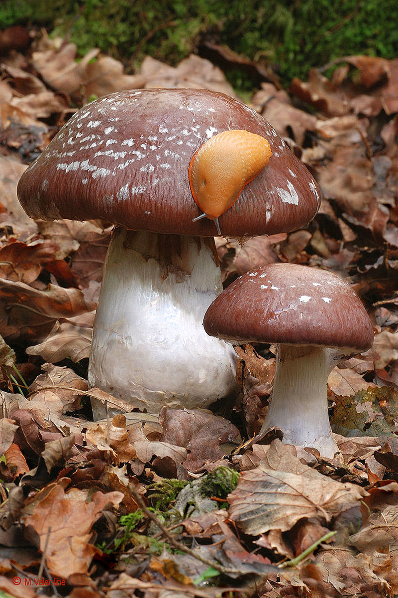 Goliath Webcap - Cortinarius praestans