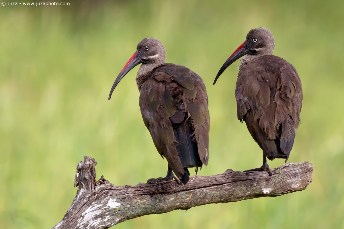 Bostrychia hagedash, 015085
