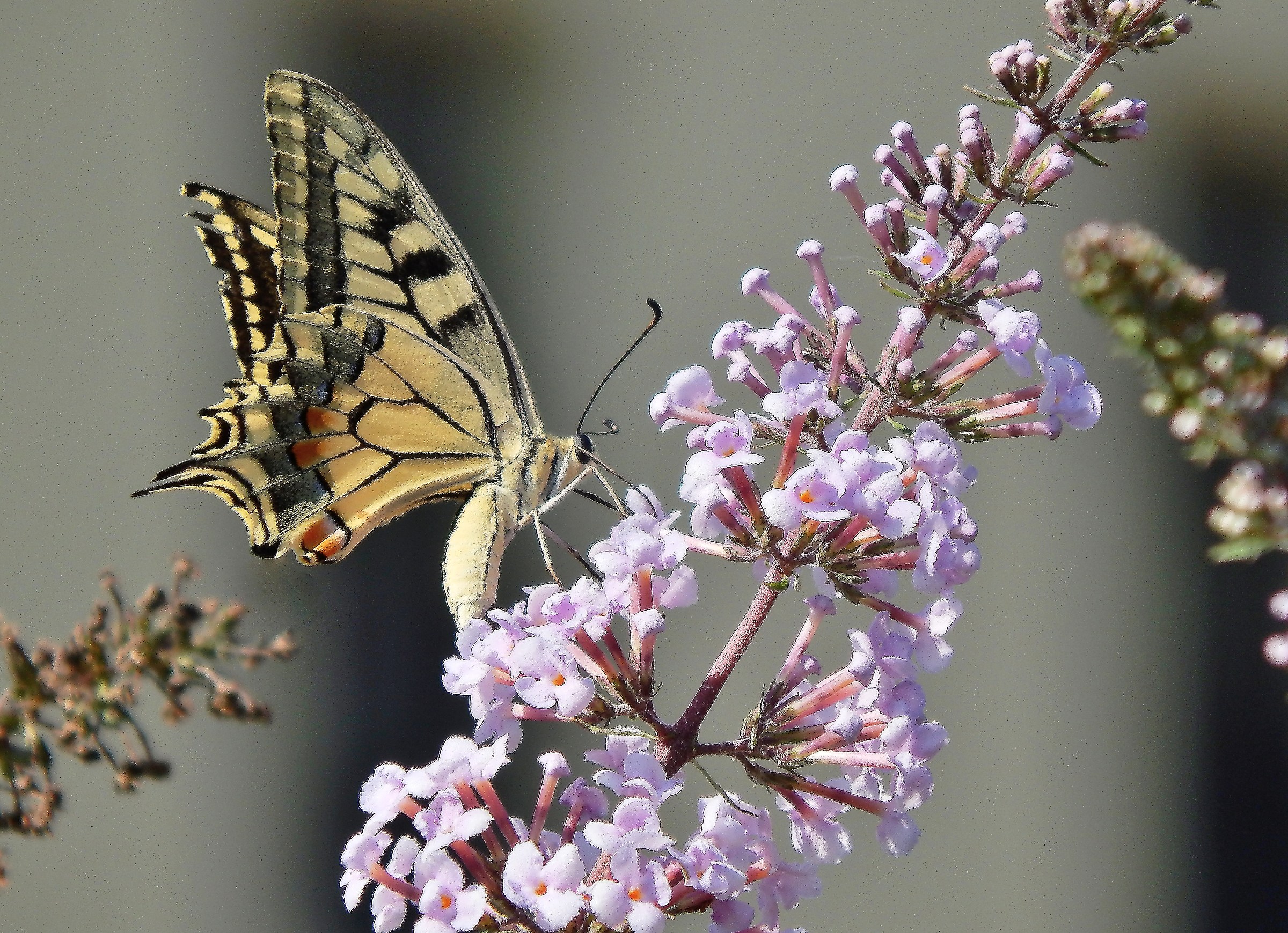 Papilio Machaon