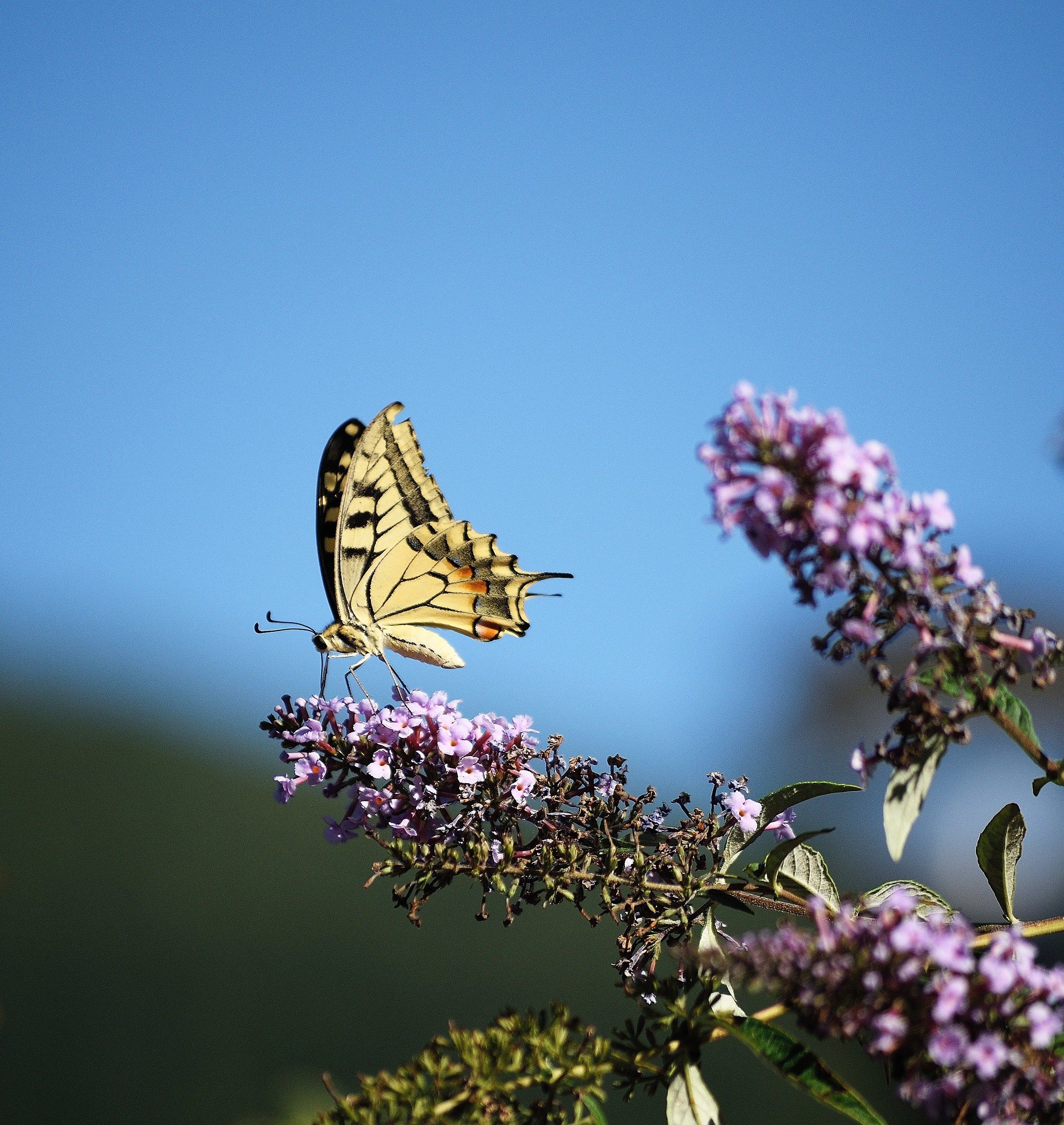 Papilio Machaon