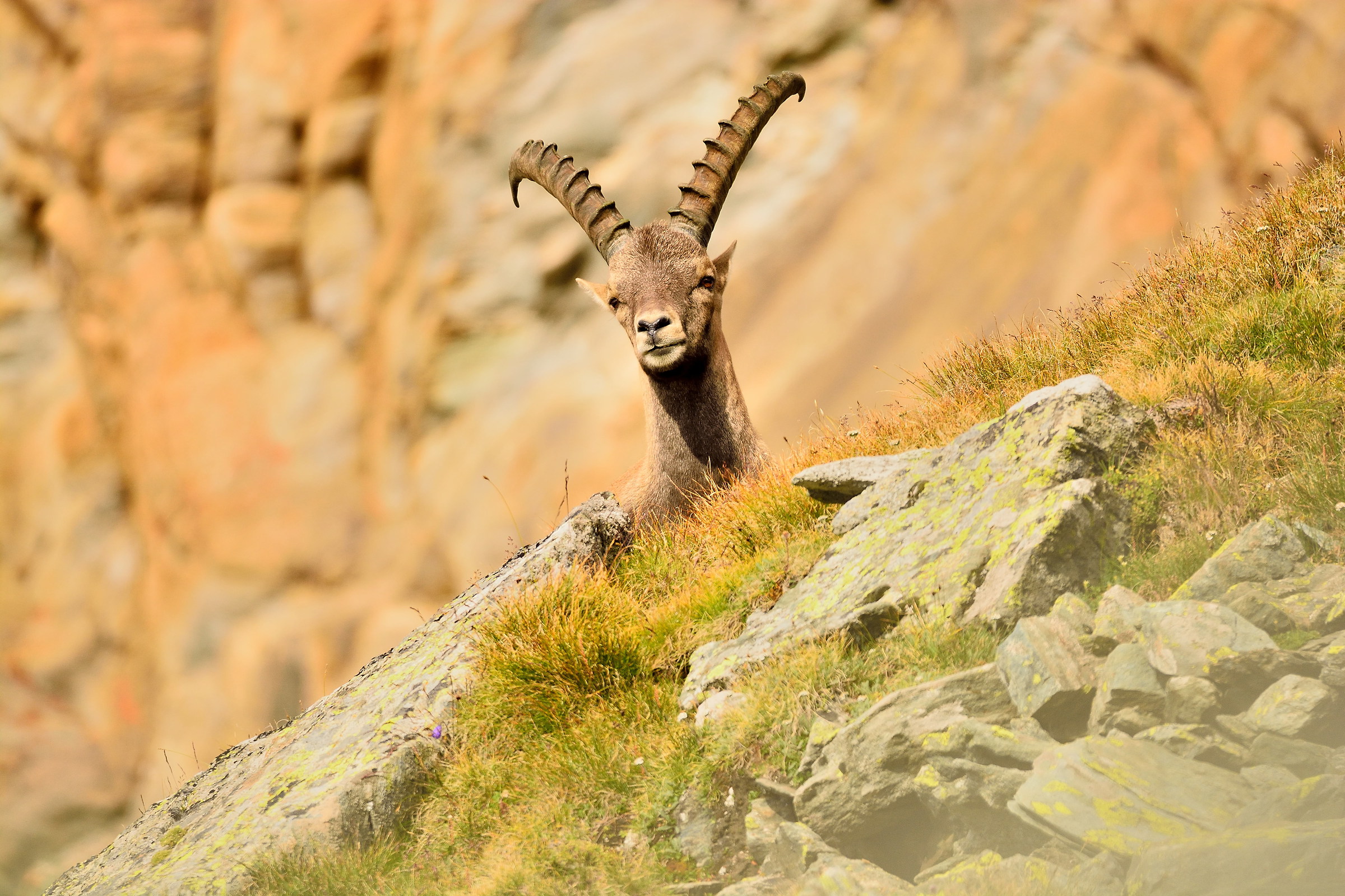 Ibex curious