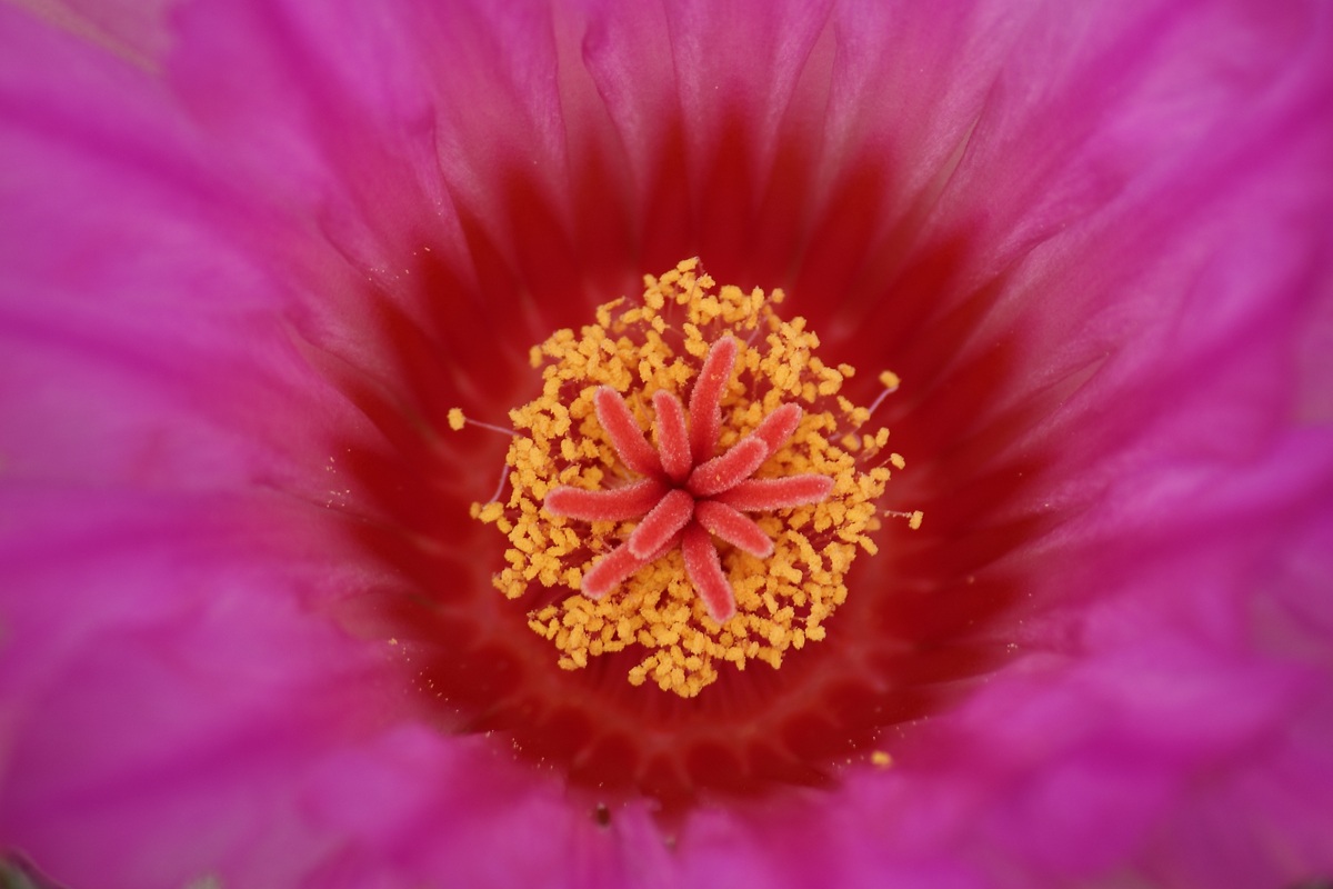 Talamo di Mammillaria spp