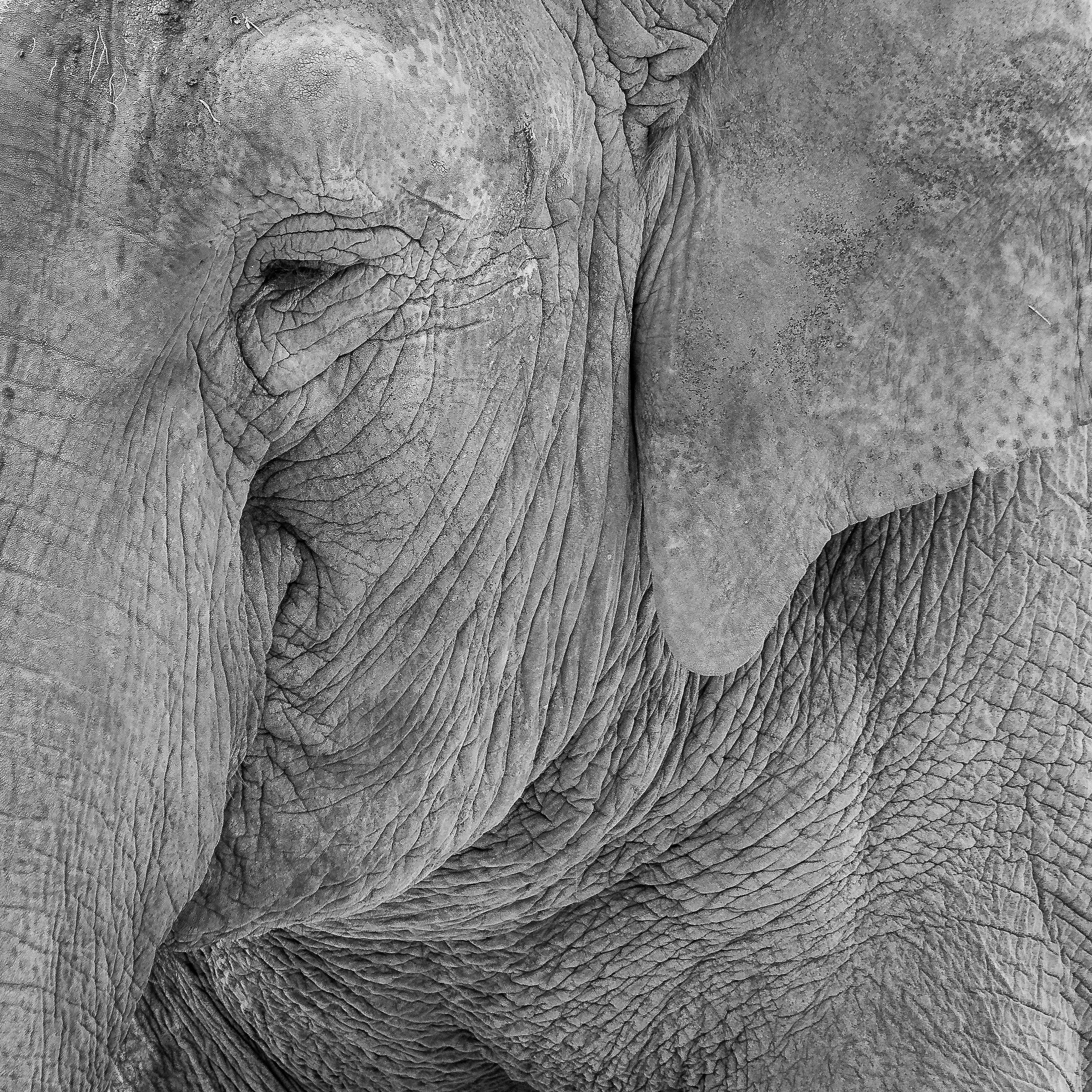 Elephant (detail)