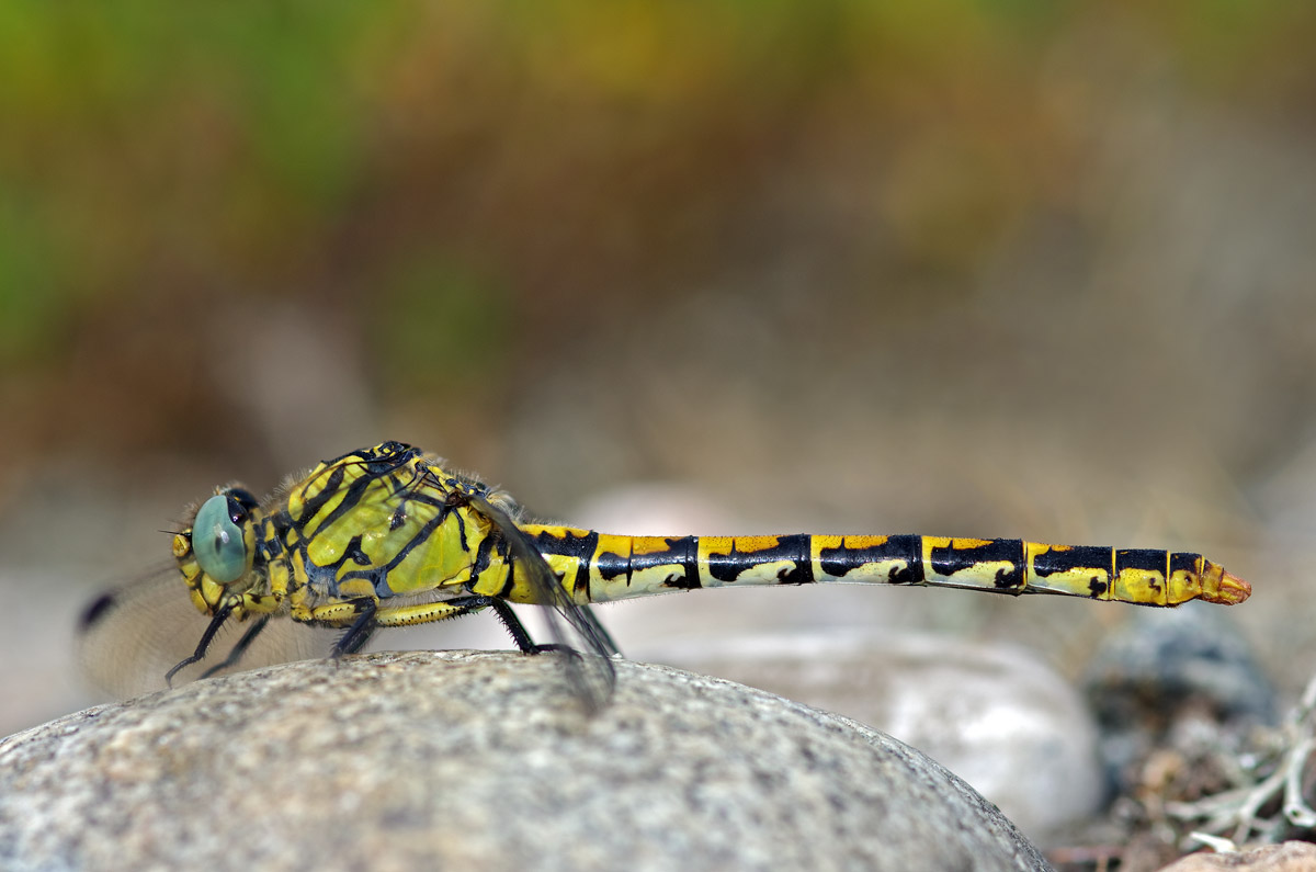 Onychogomphus uncatus
