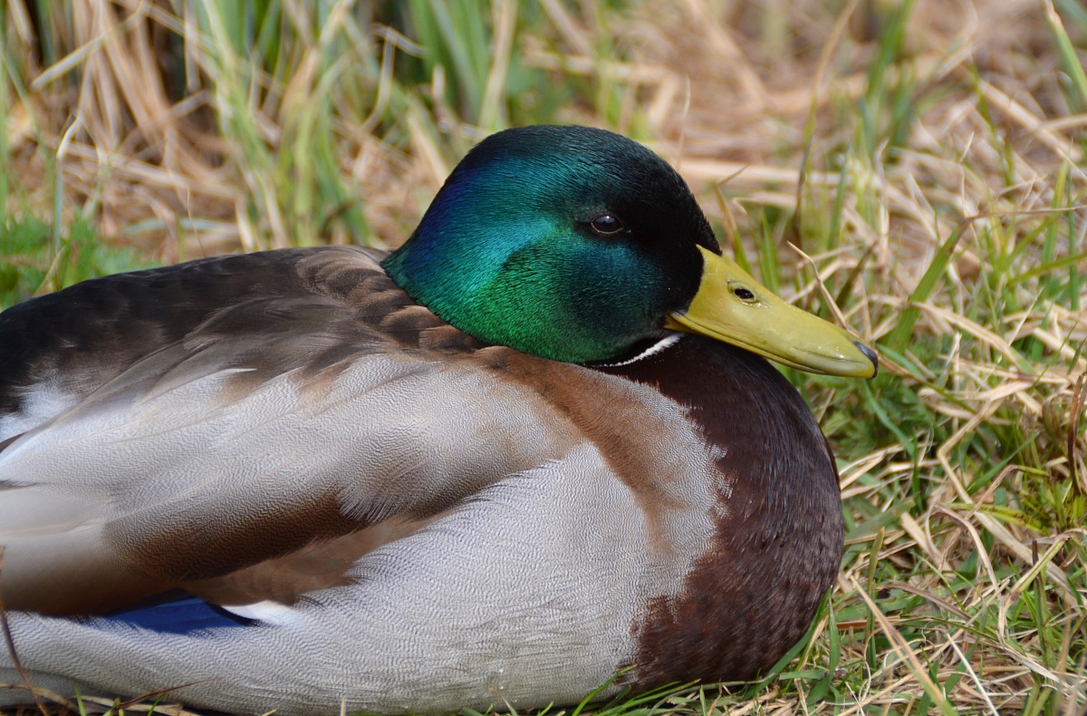 Mallard Male