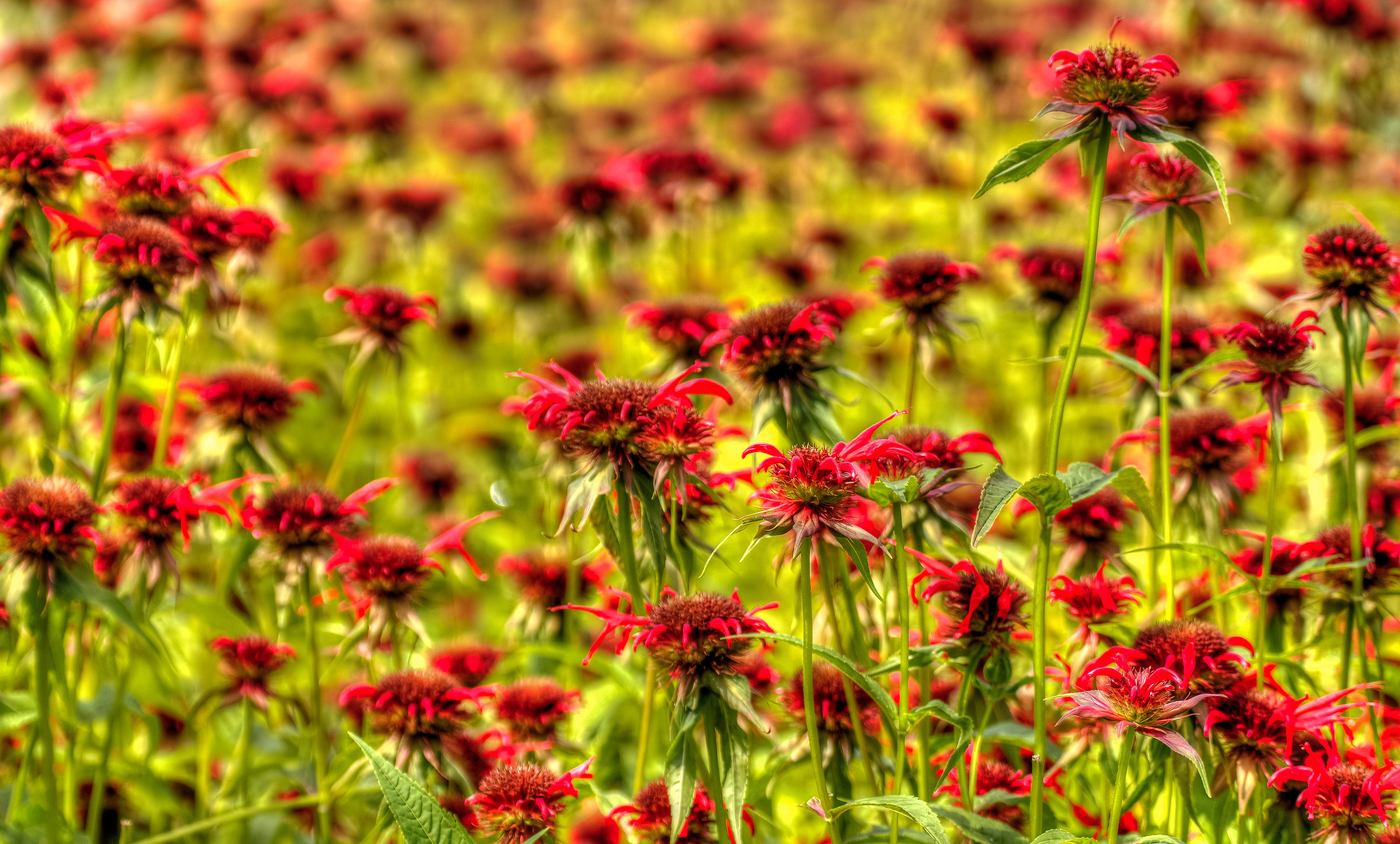 Red nightmare, prato altoatesino...