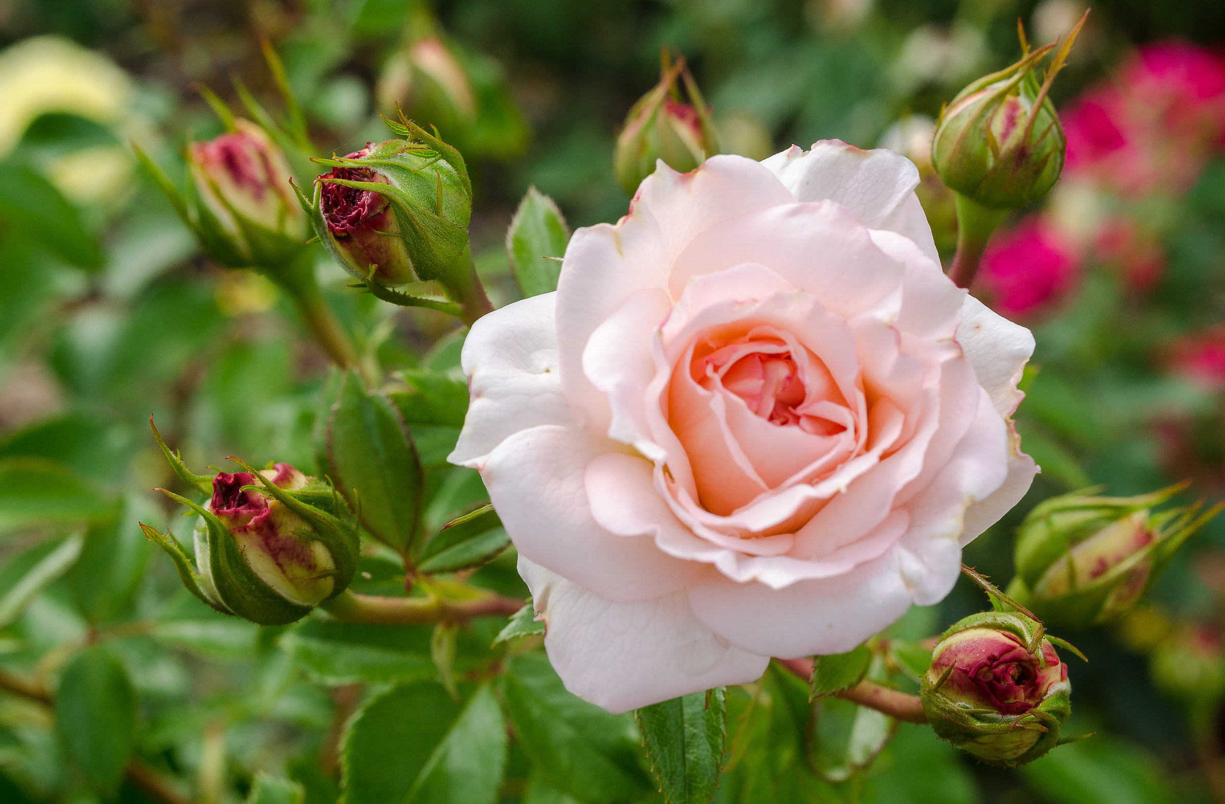 Sudtiroler rose...giardini di pusteria