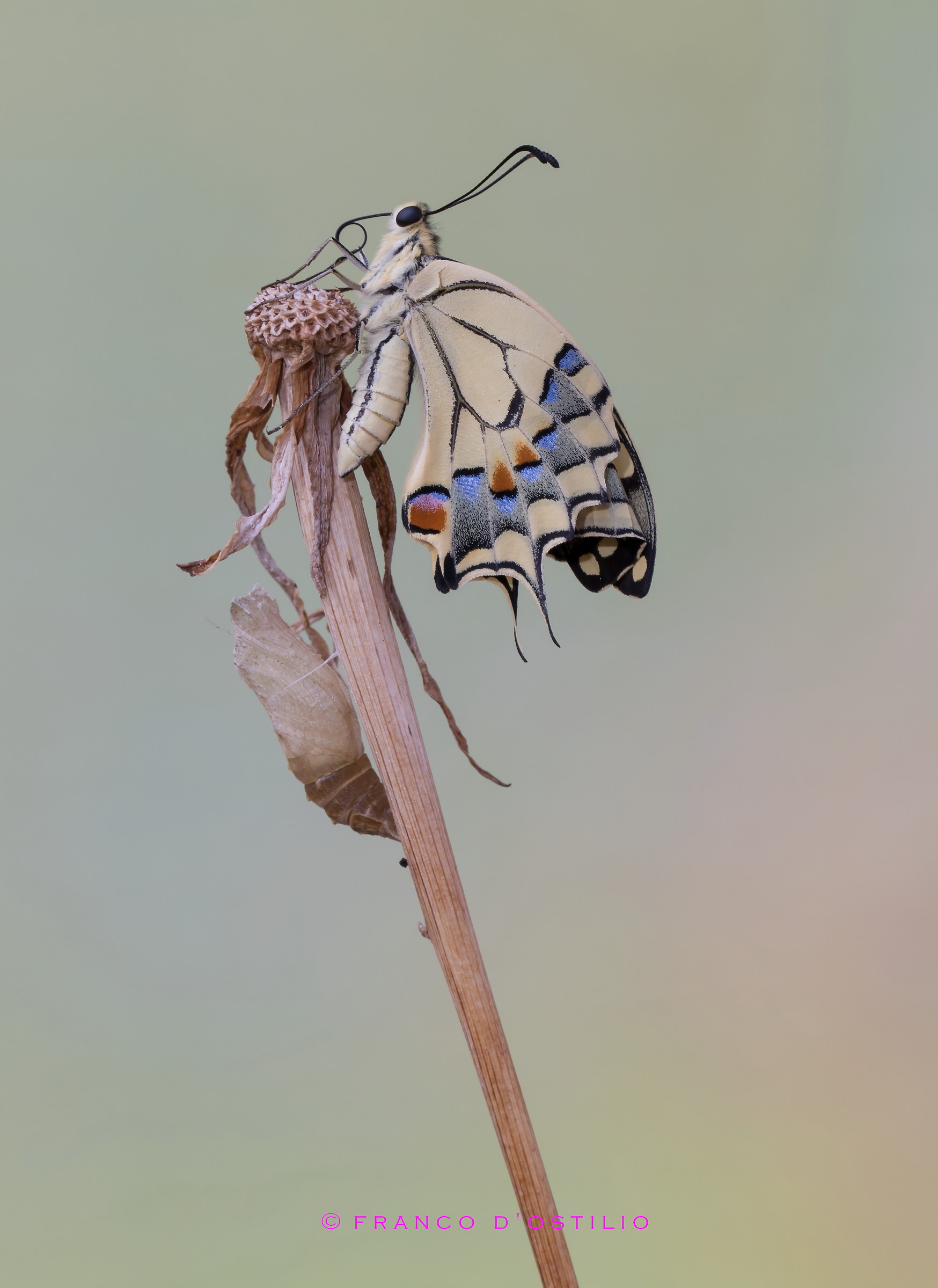 Dalla crisalide alla farfalla.