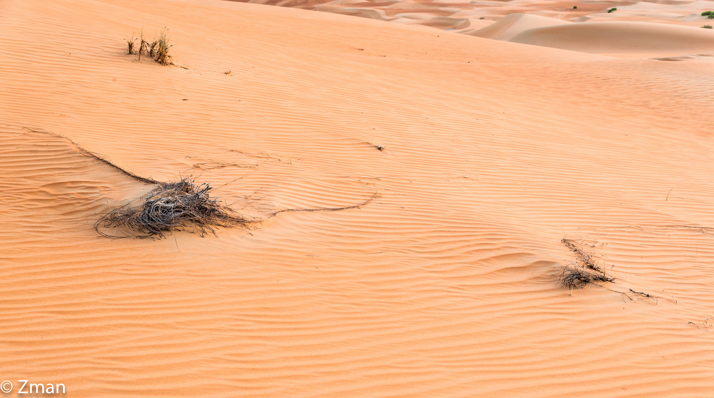 The Desert Is Very Dry