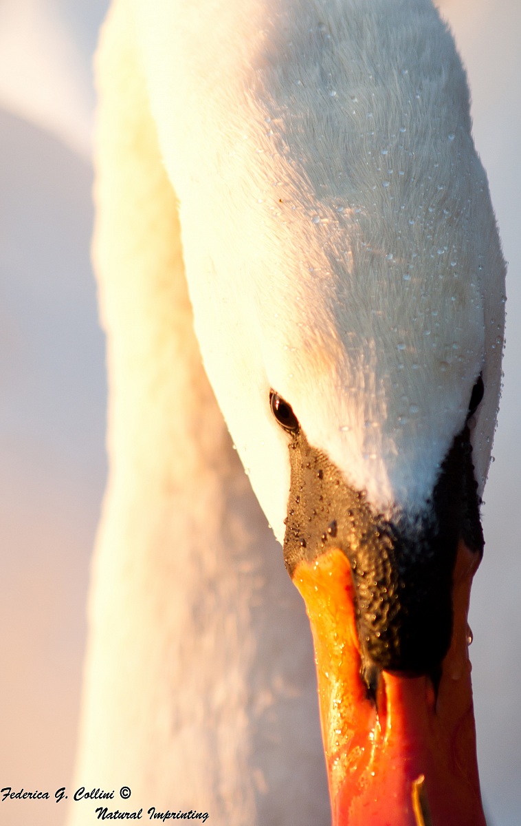 "L 'elegance of a look"