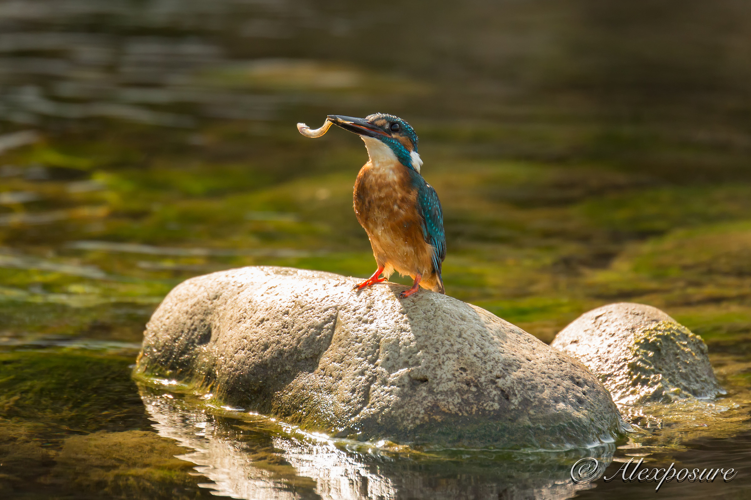 The Martin and his meal