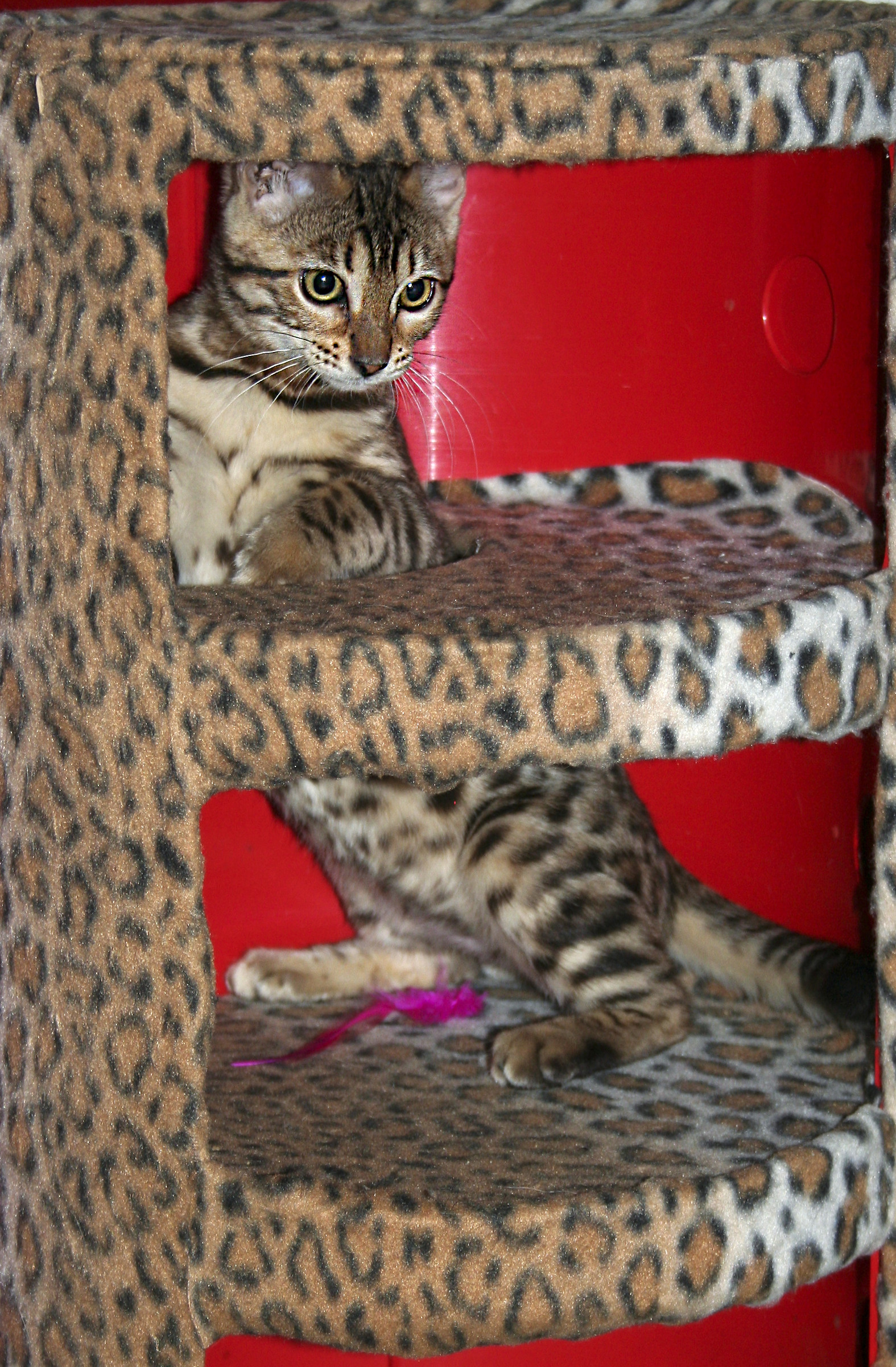 Freyja Biricchina - Bengal Cat - Spotted