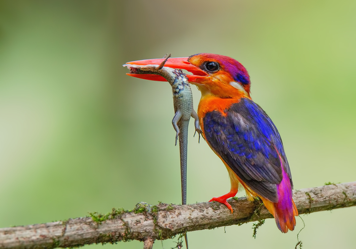 Nano orientale Kingfisher.