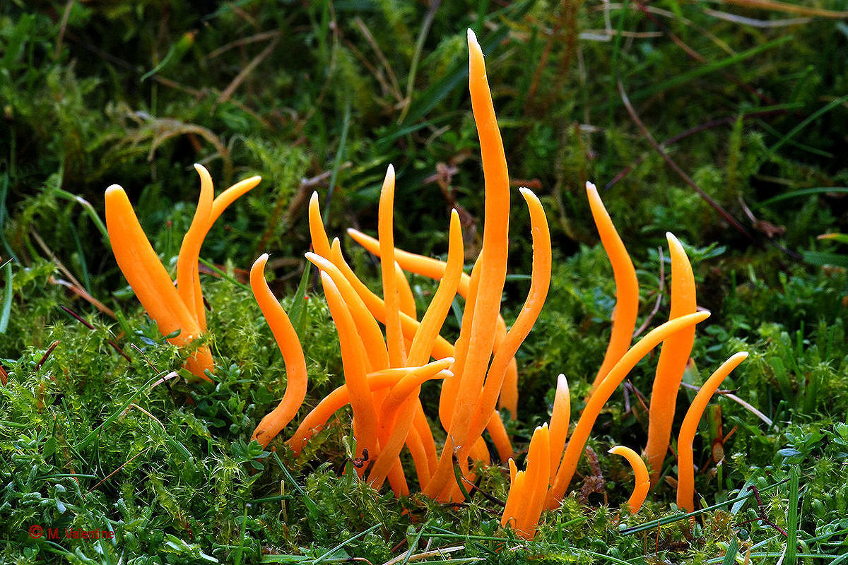 Handsome Club - Clavulinopsis laeticolor