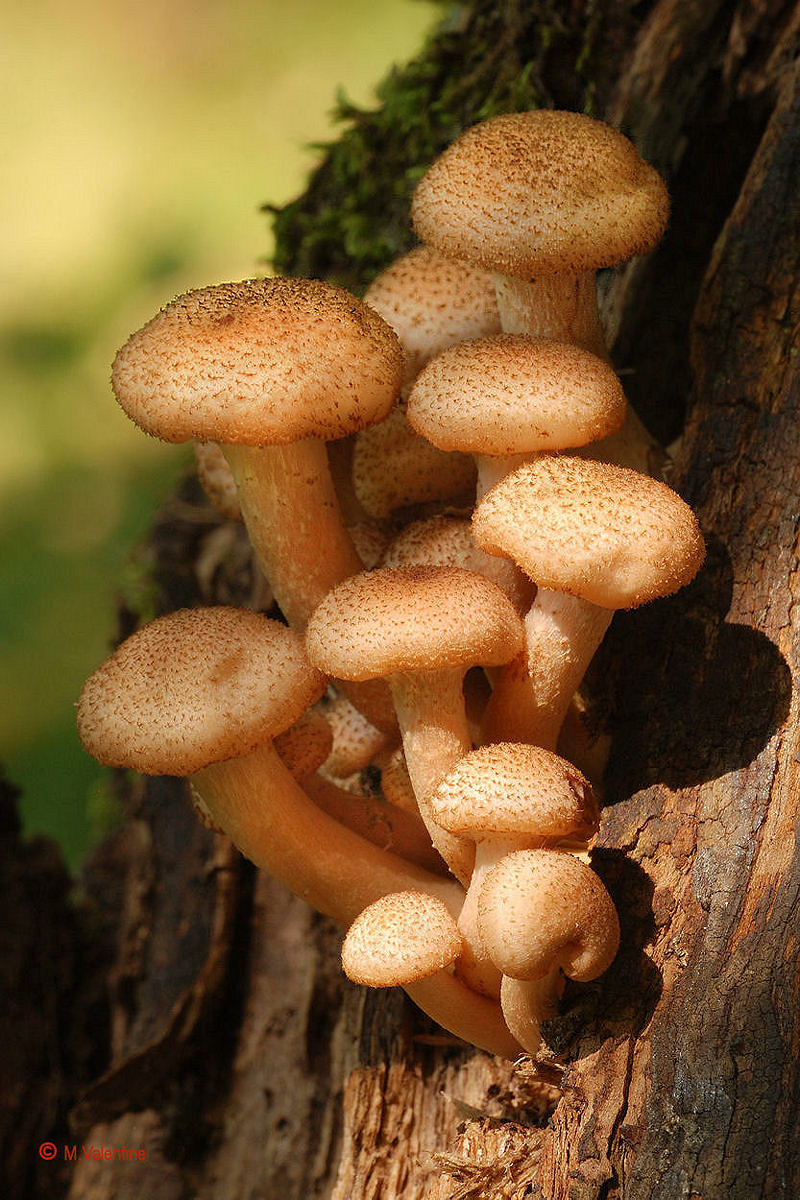 Honey Fungus - Armillaria mellea