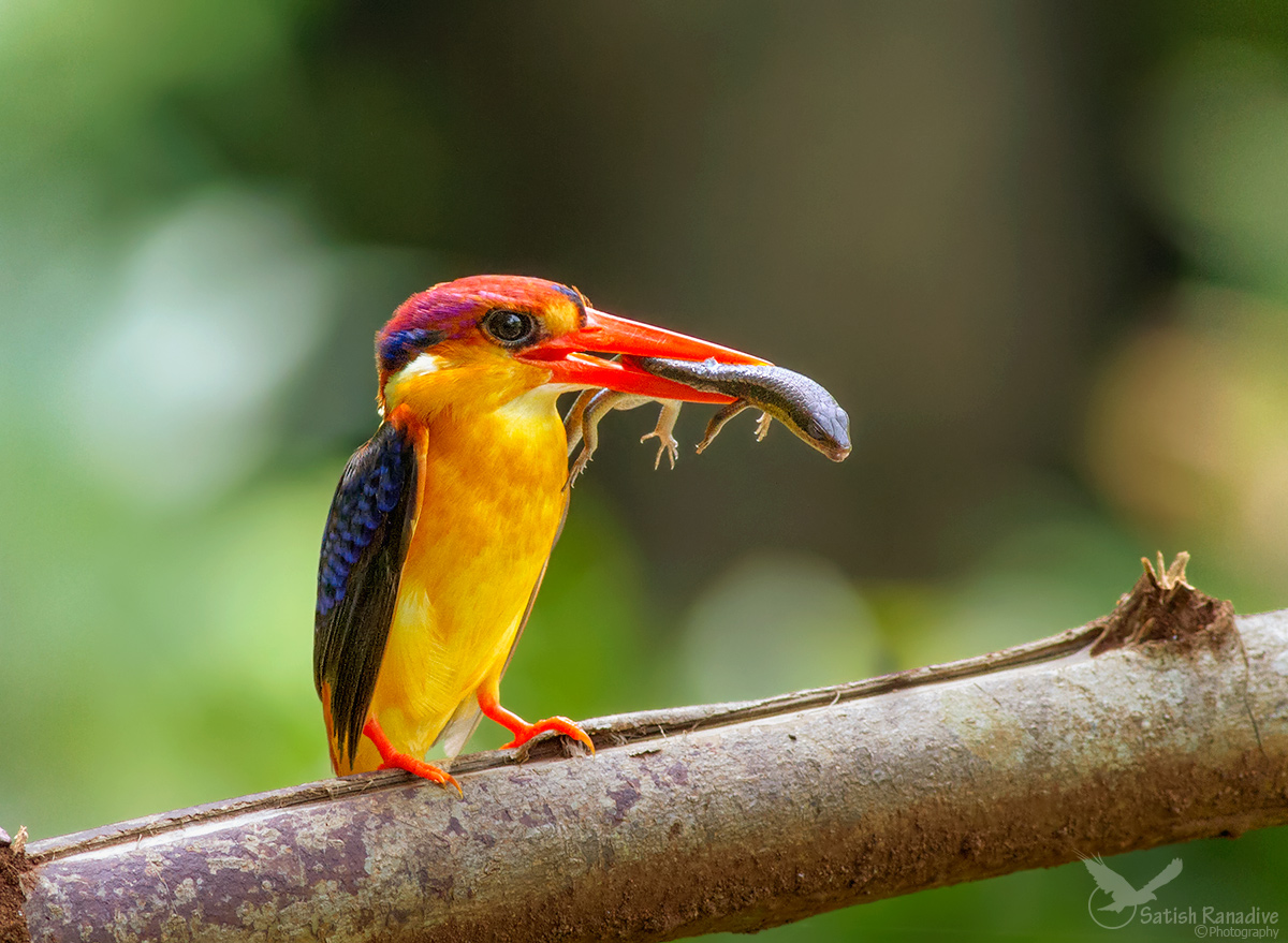Nano orientale Kingfisher.Front posa.