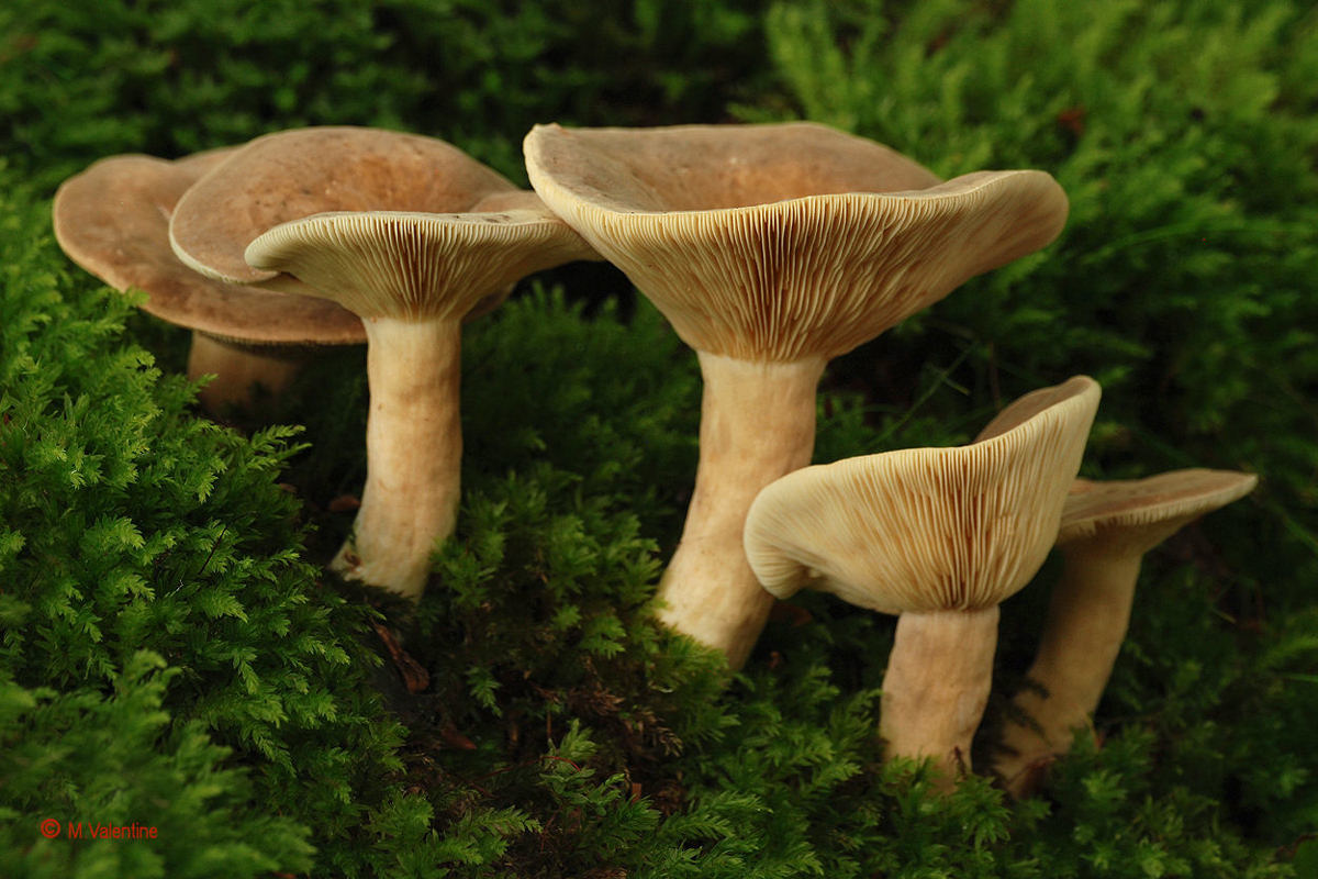 Lactarius subdulcis