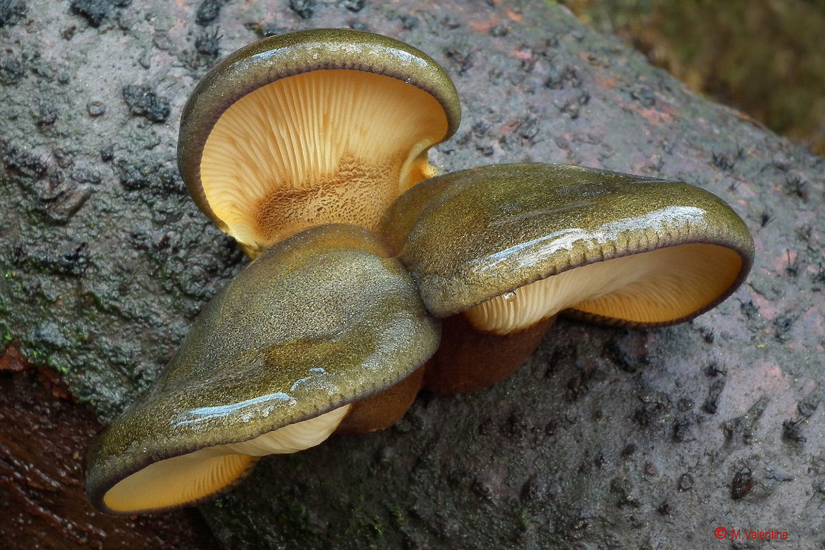 Olive Oysterling - Sarcomyxa serotina