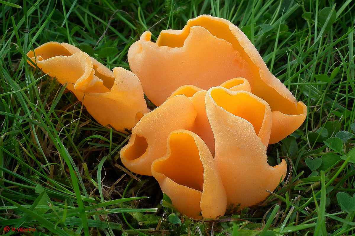 Orange Peel Fungus - Aleuria aurantia