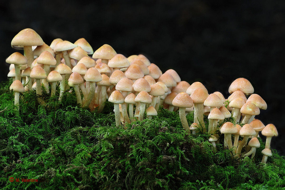 Sulphur Tuft - Hypholoma fasciculare