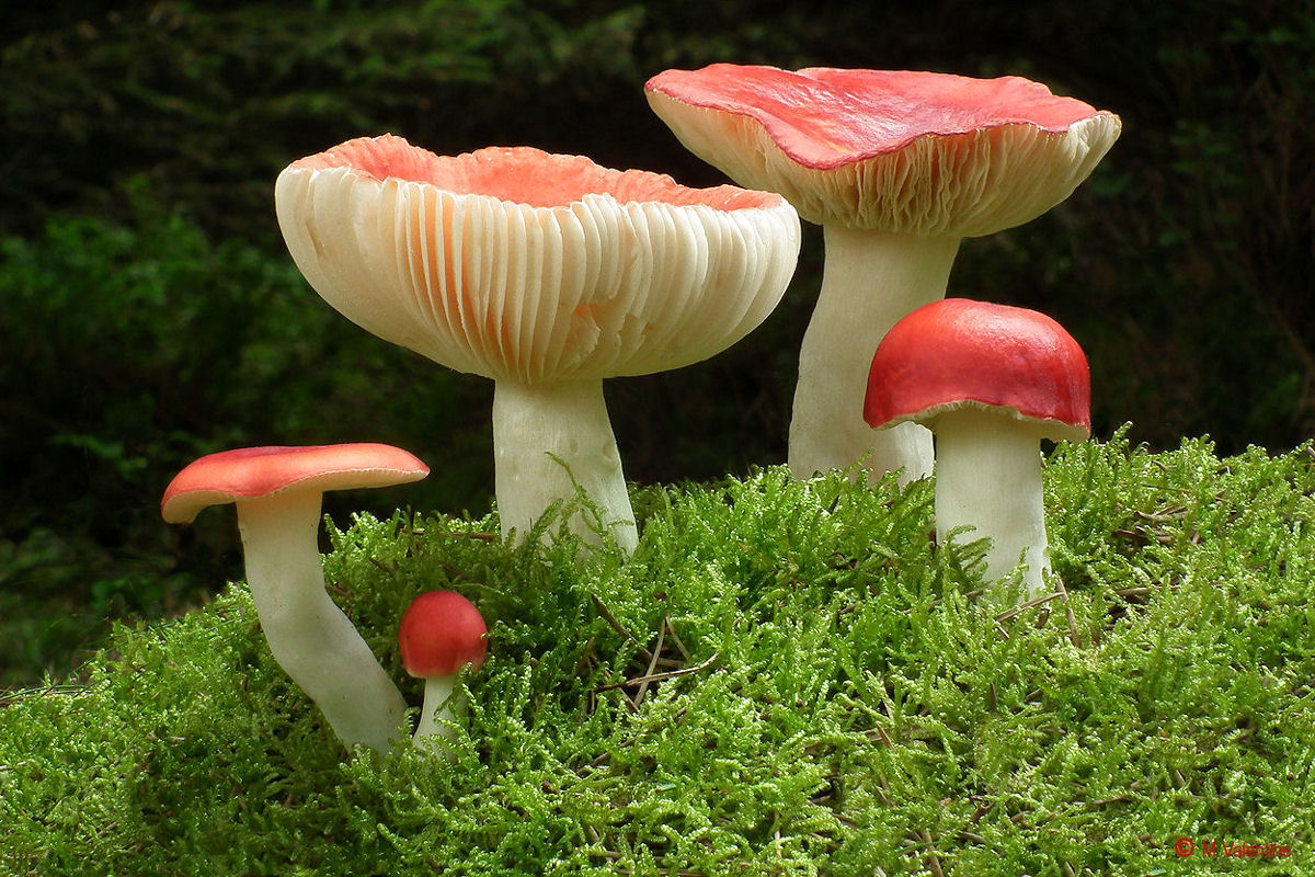 The Sickener - Russula emetica