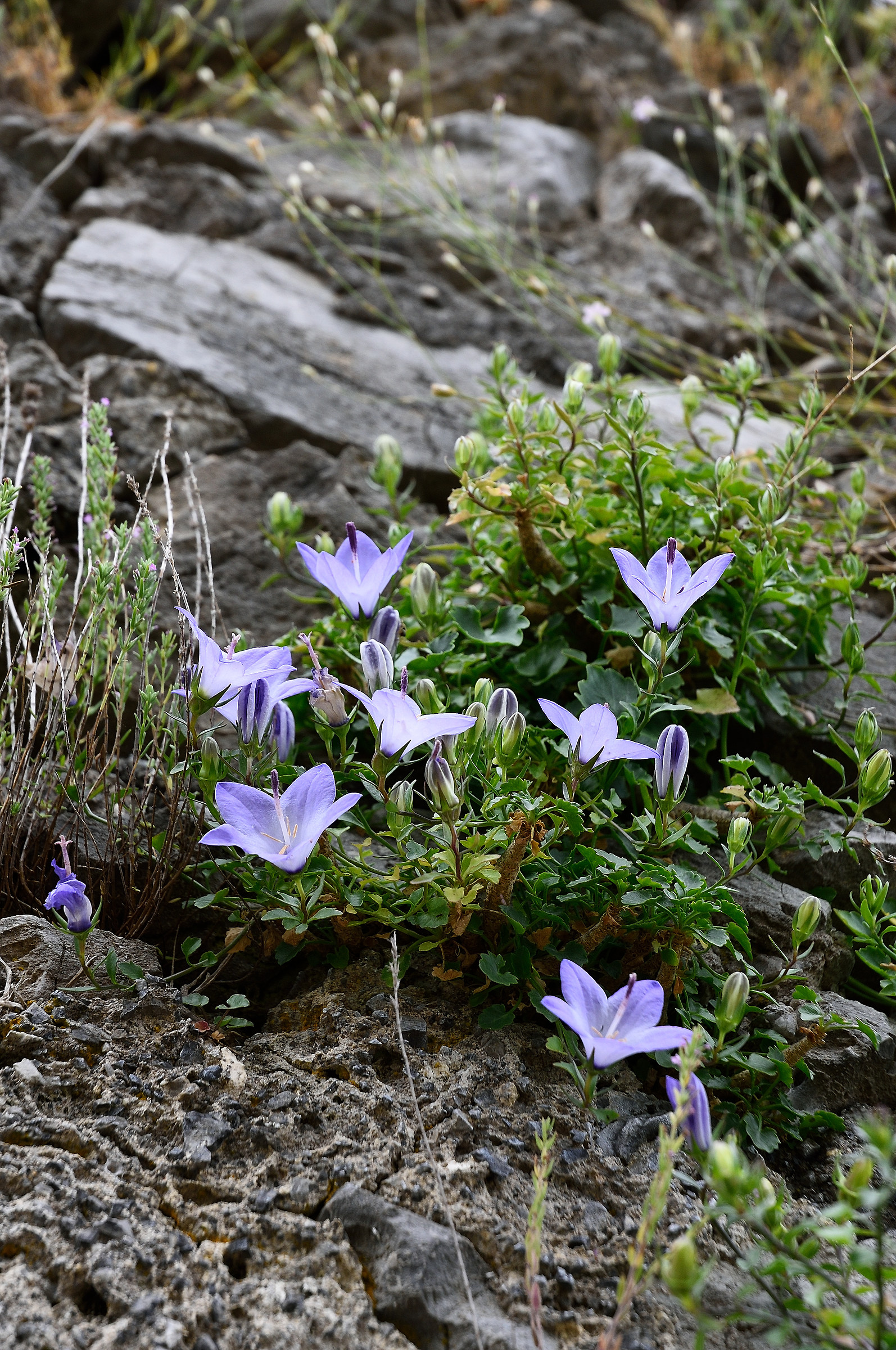 profumi mediterranei