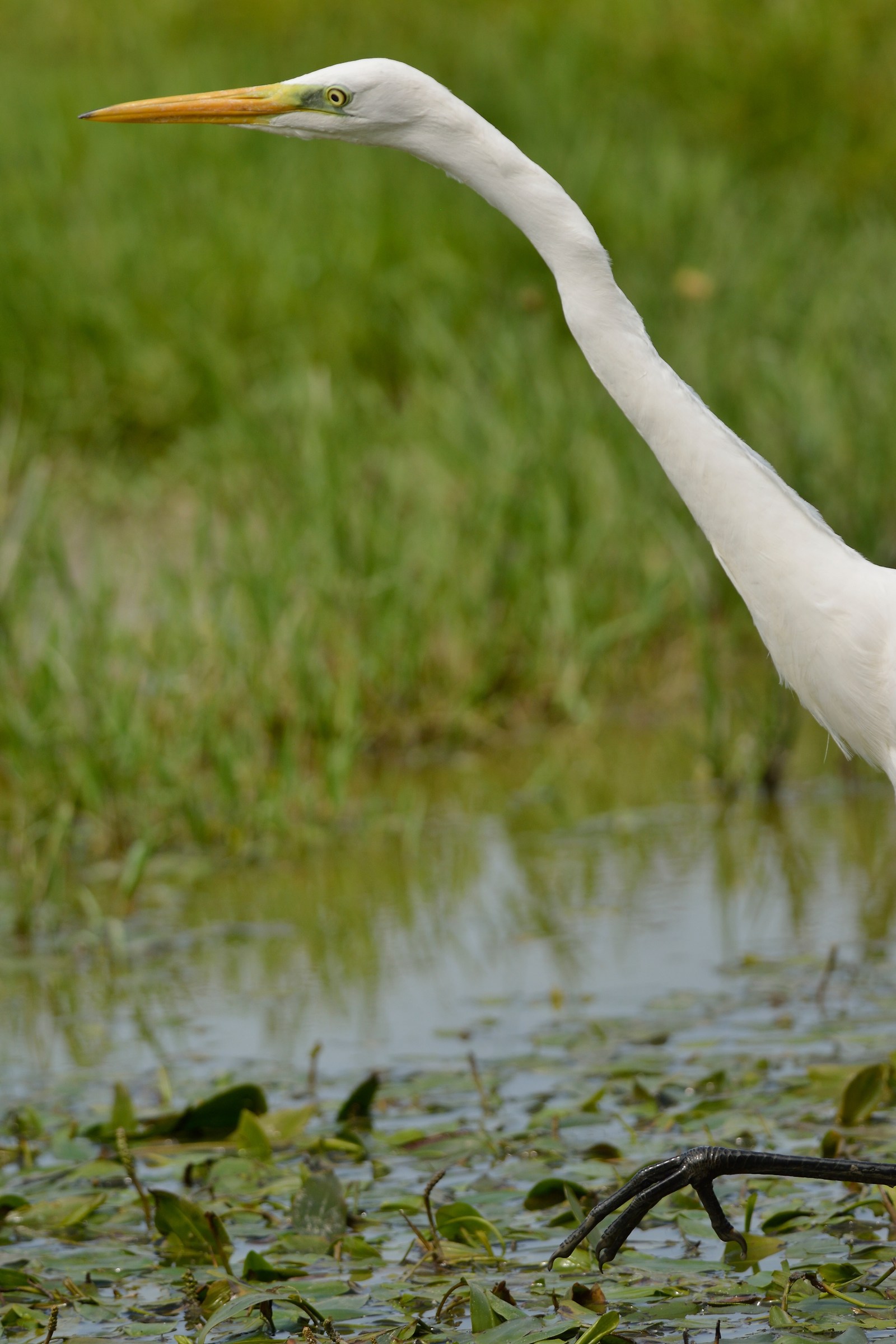 In punta di piedi...