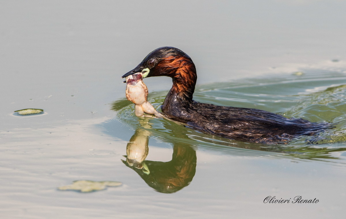 Grebe with frog