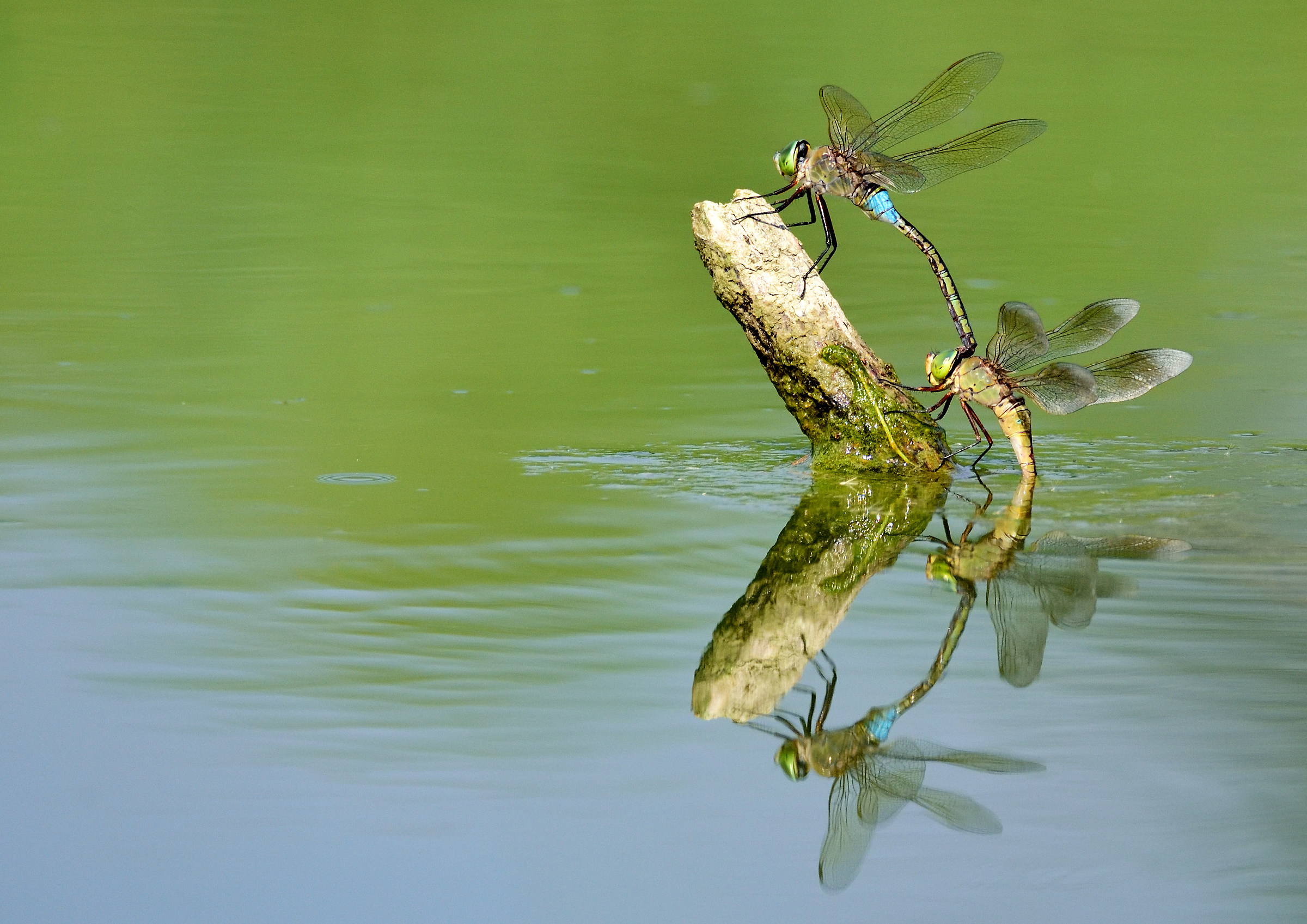 dragonflies