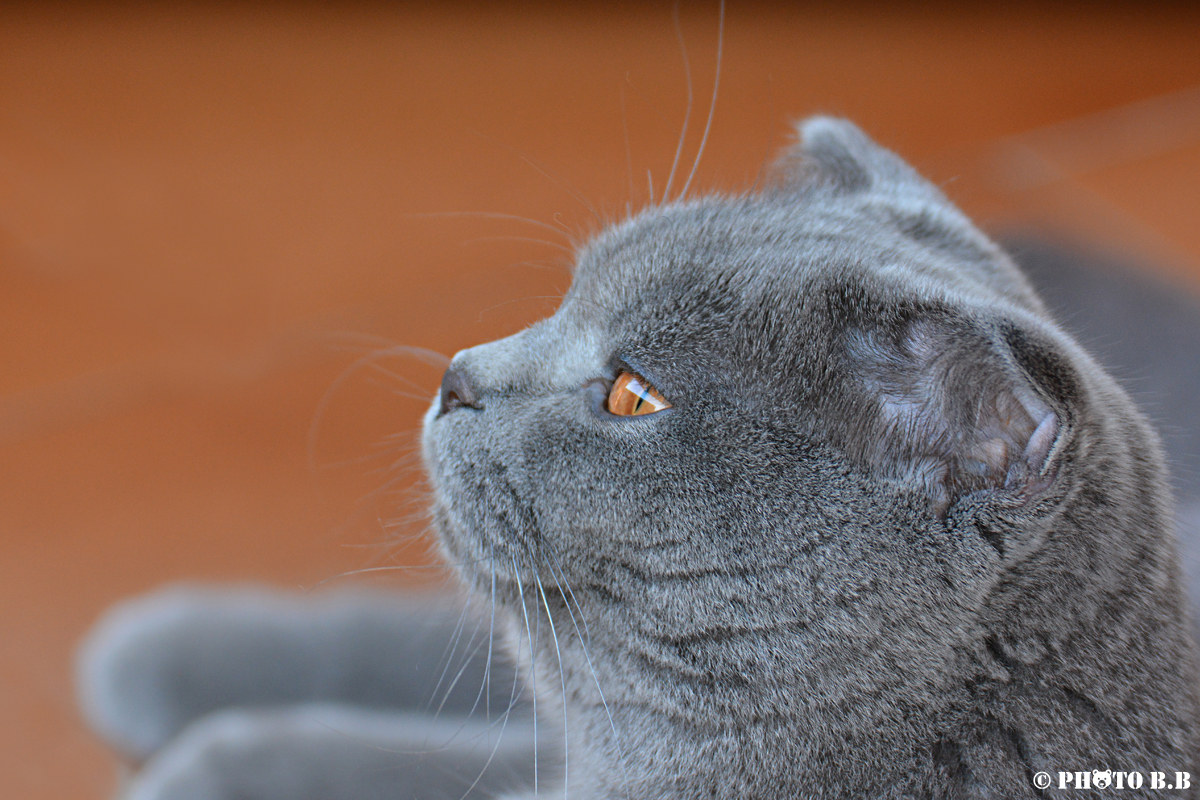 Panthera Pardus (Gathera Pardon)