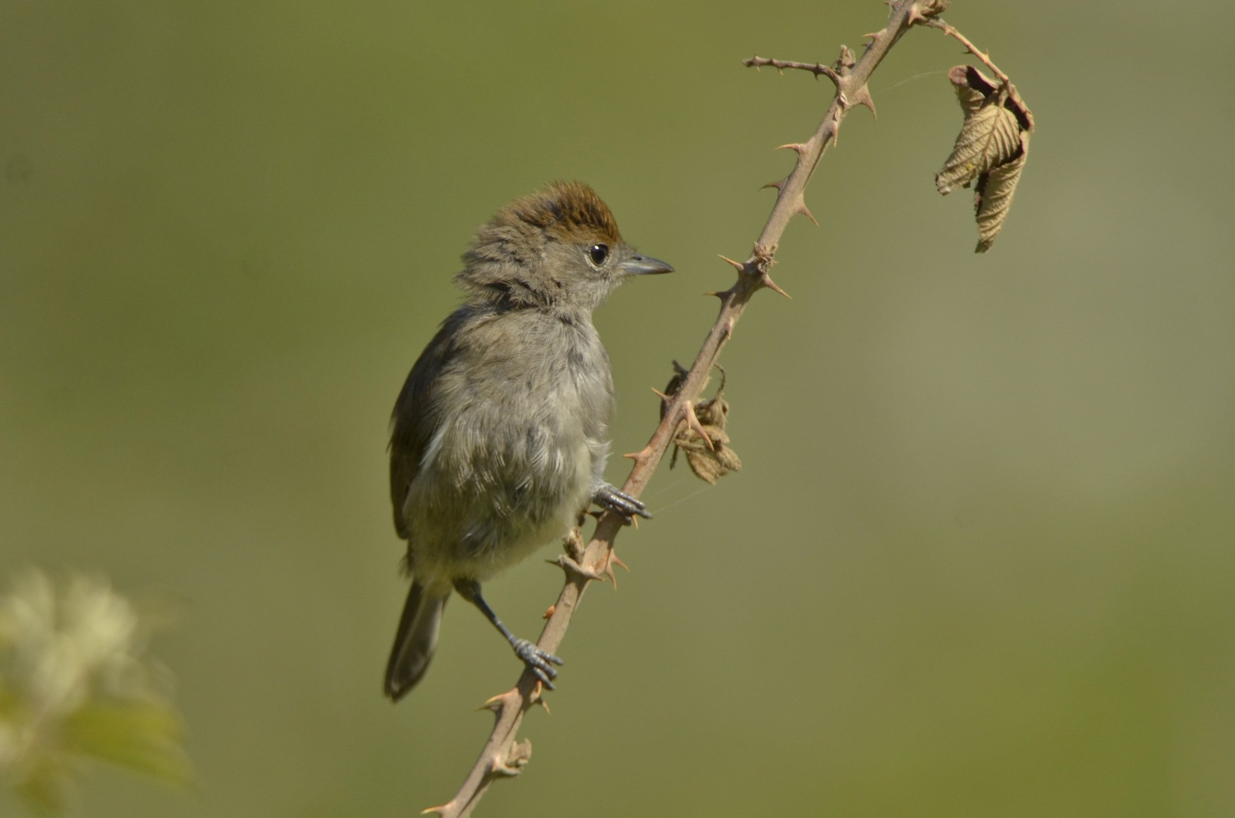 The blackcap female