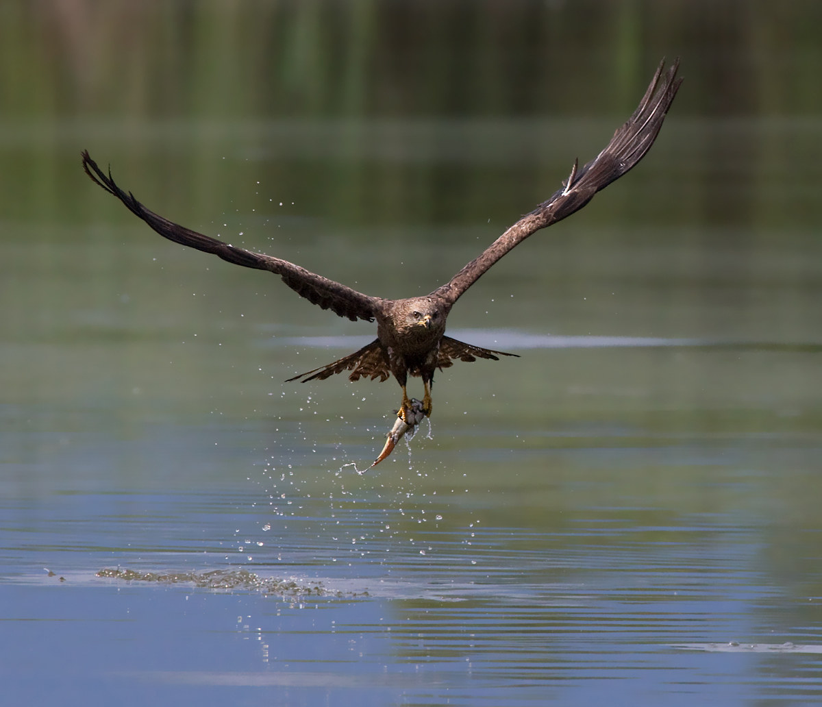 Black Kite hunting