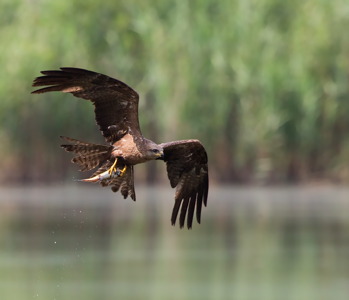 Black Kite hunting