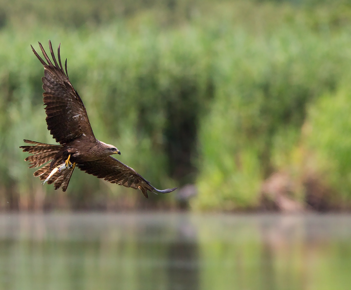 Black Kite hunting