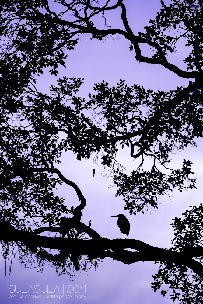 Bare-throated Tiger-Heron | Costa Rica