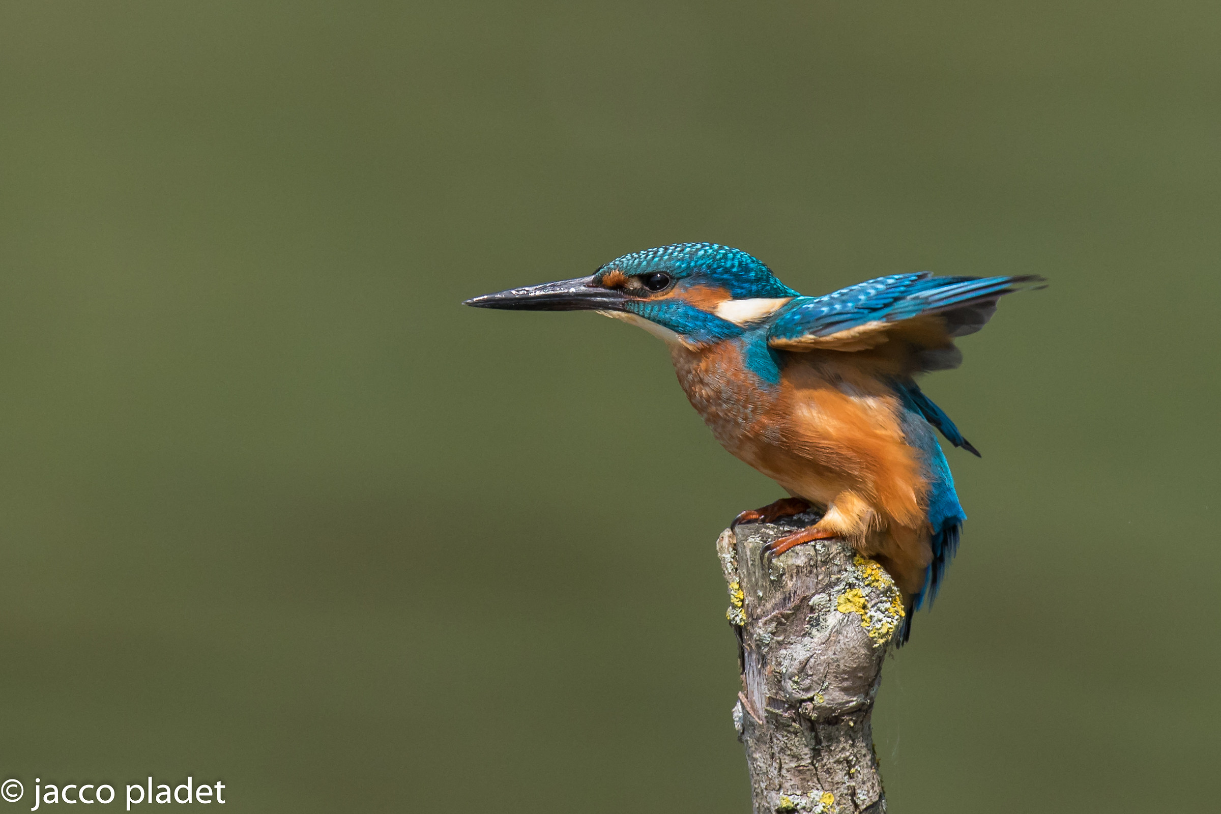 kingfisher