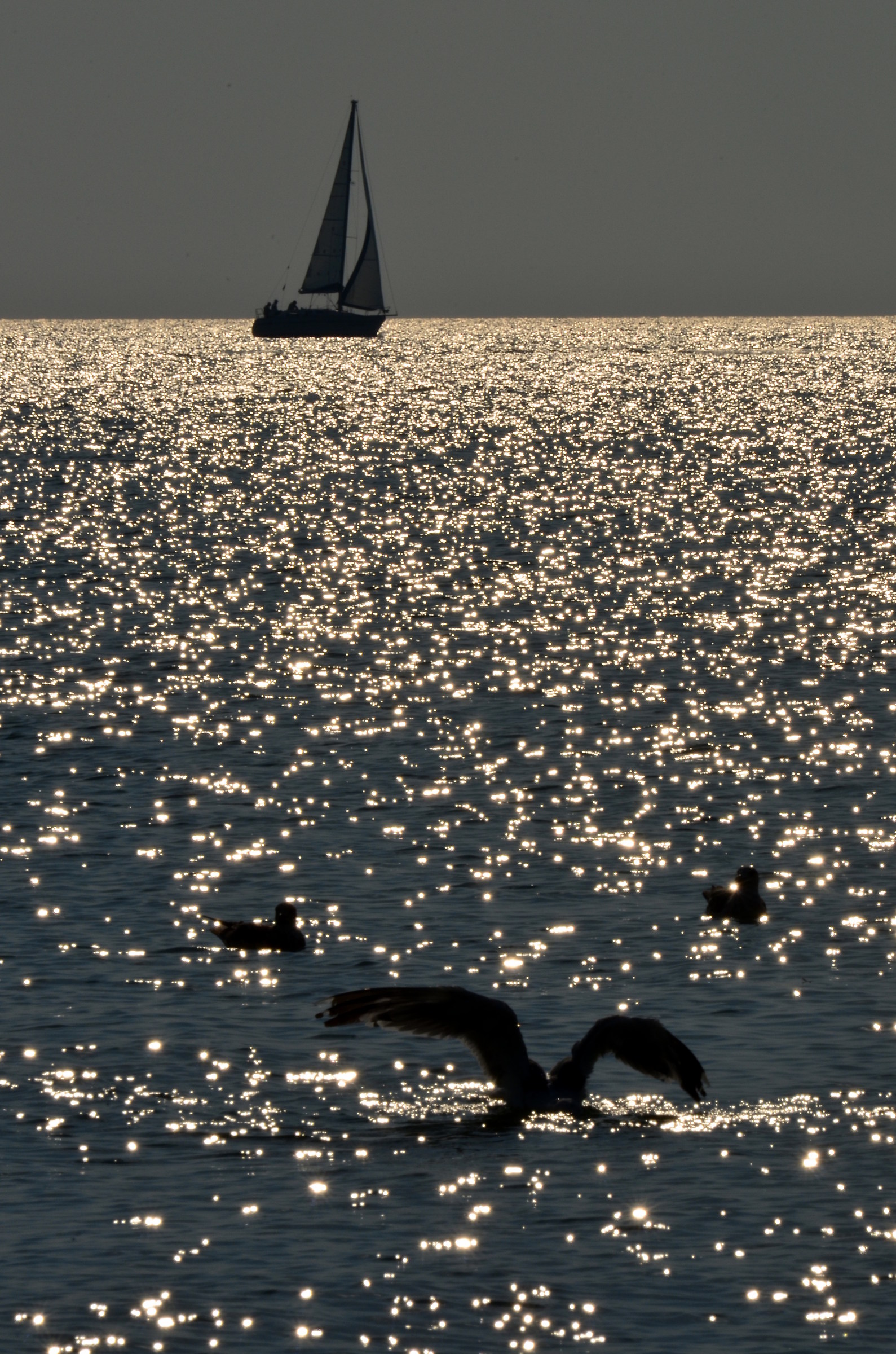 Veleggiare portati dal vento