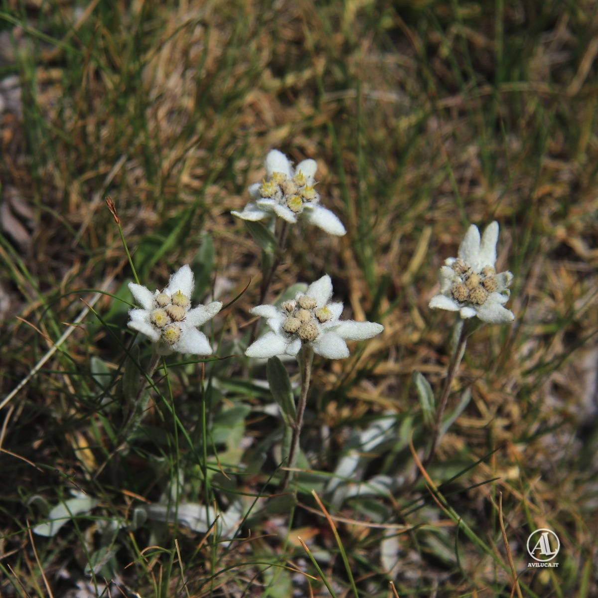 Edelweiss