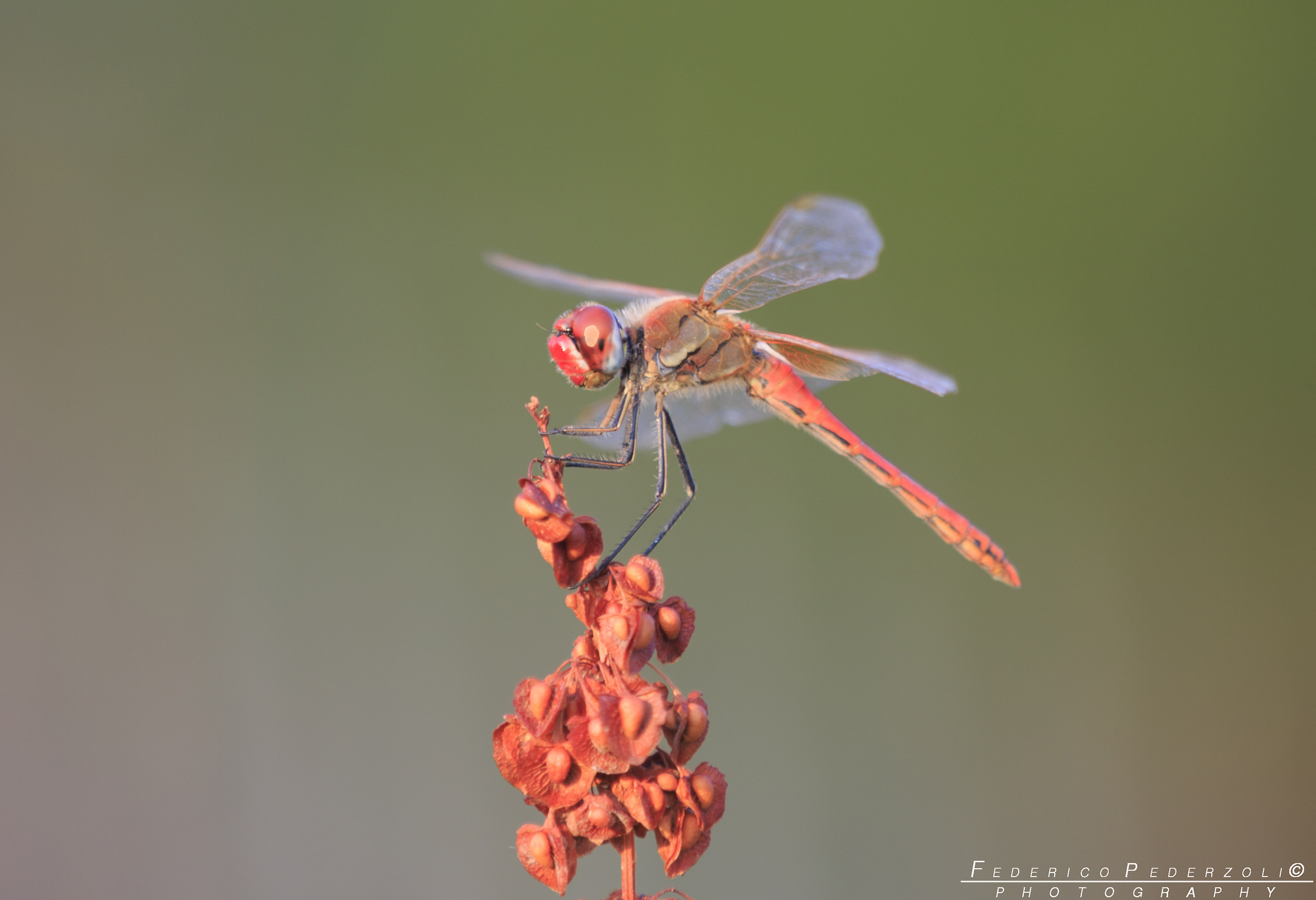 red dragonfly