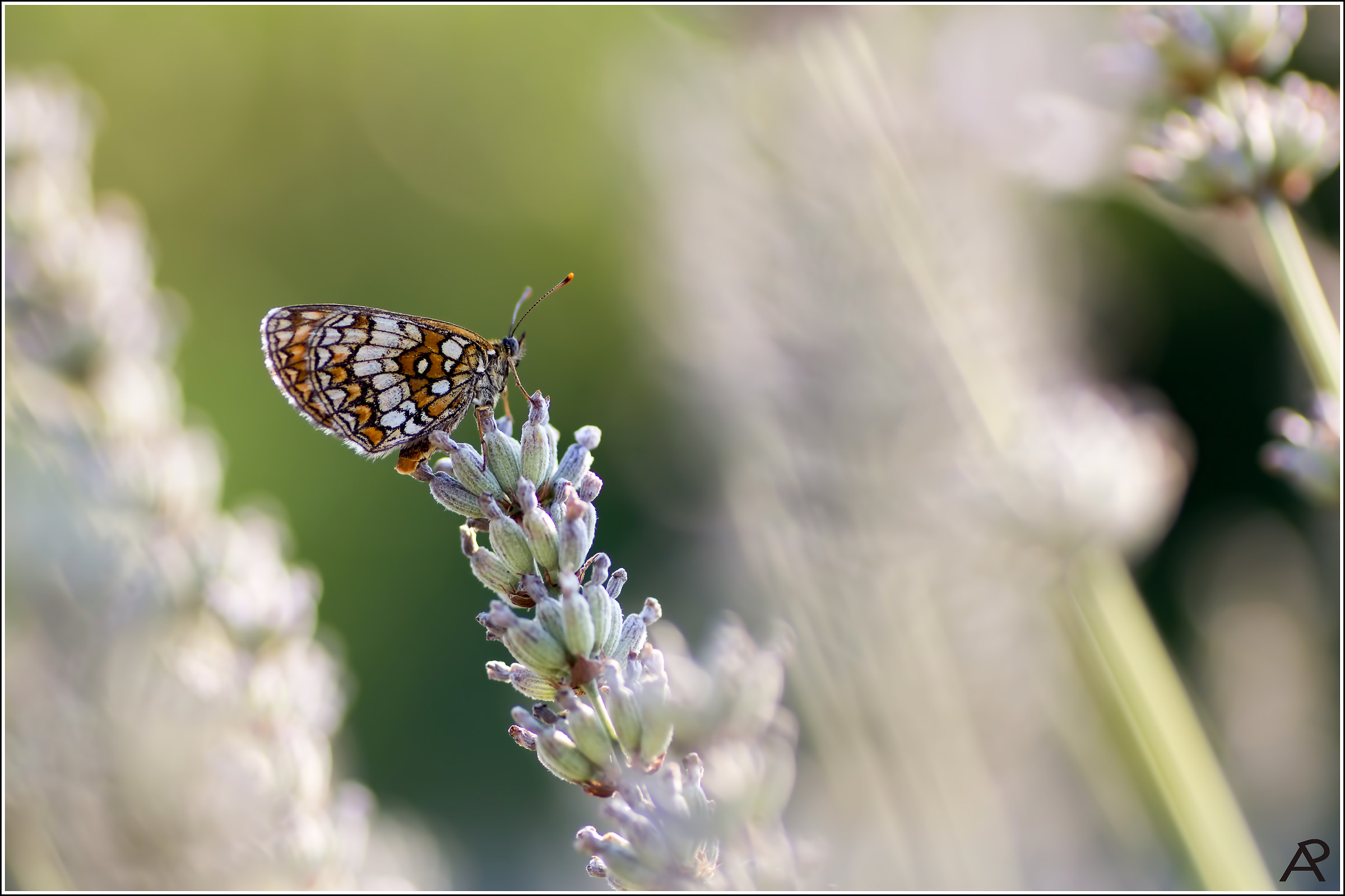 boloria selene scented