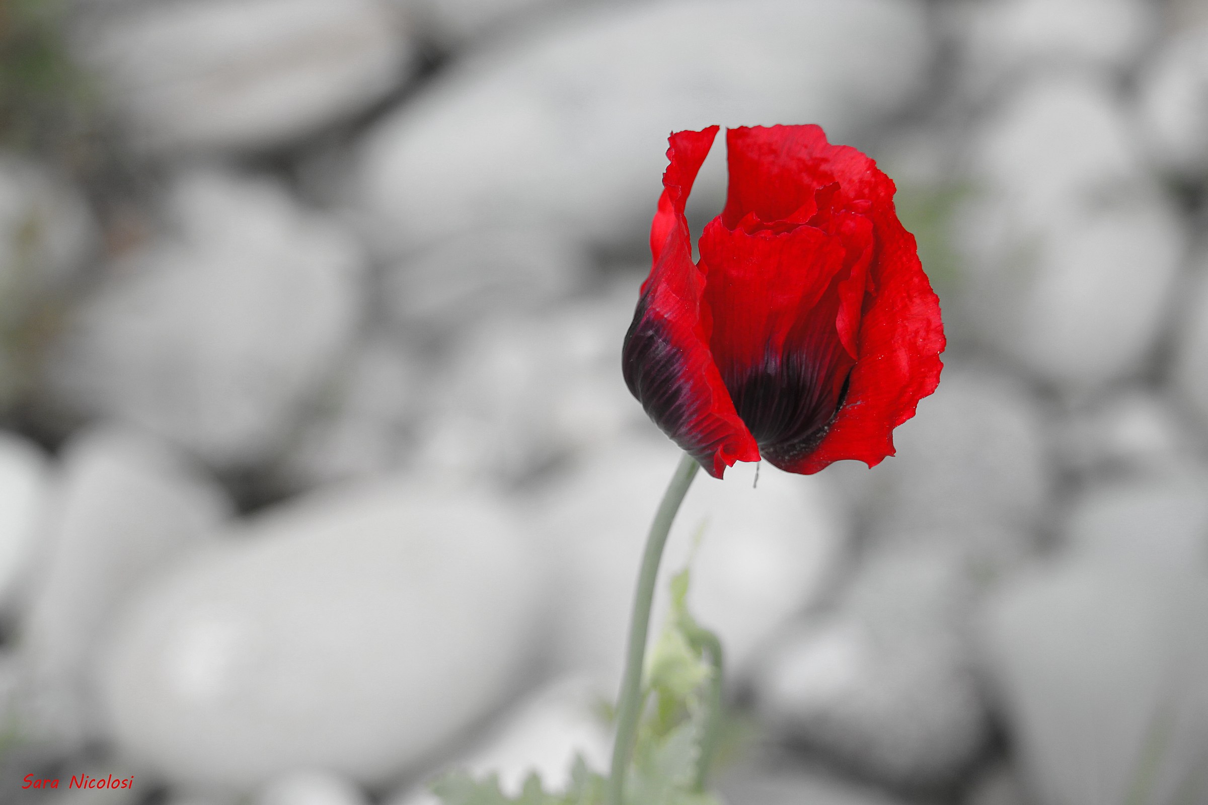 Il "rosso" dominante