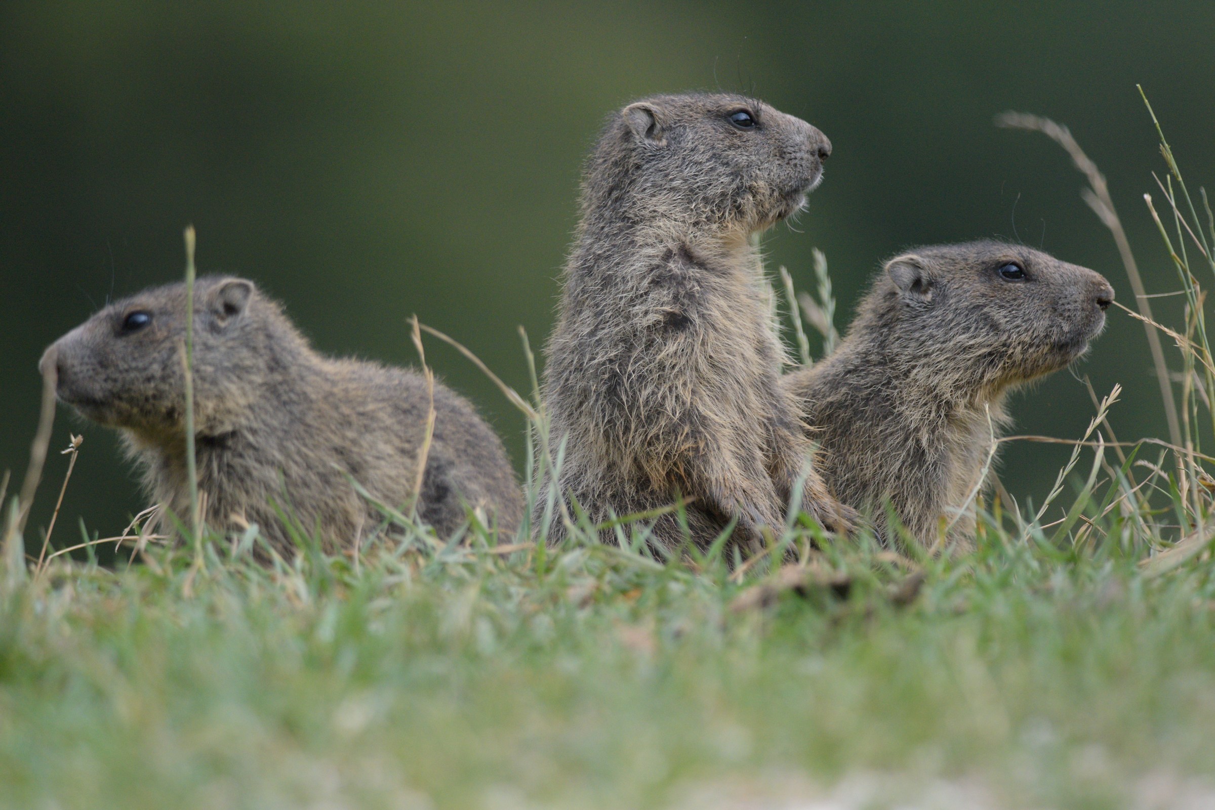 un bel tris di Marmotte.