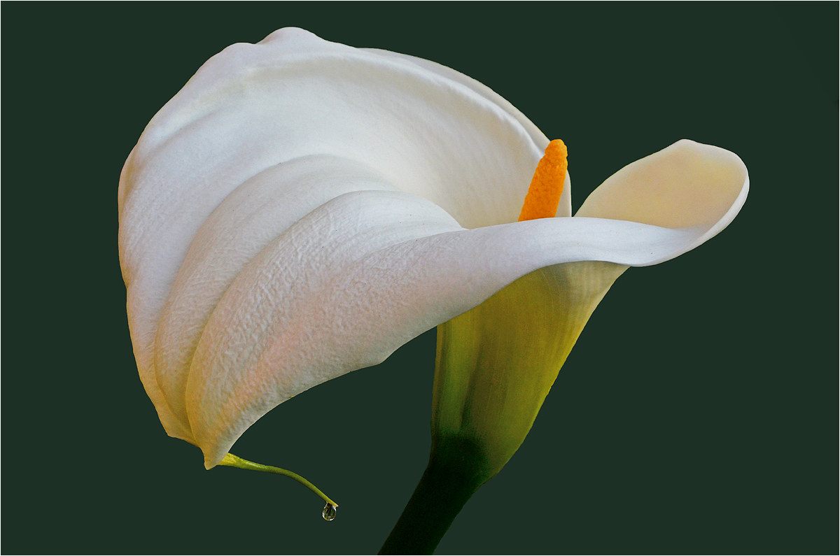 Calla