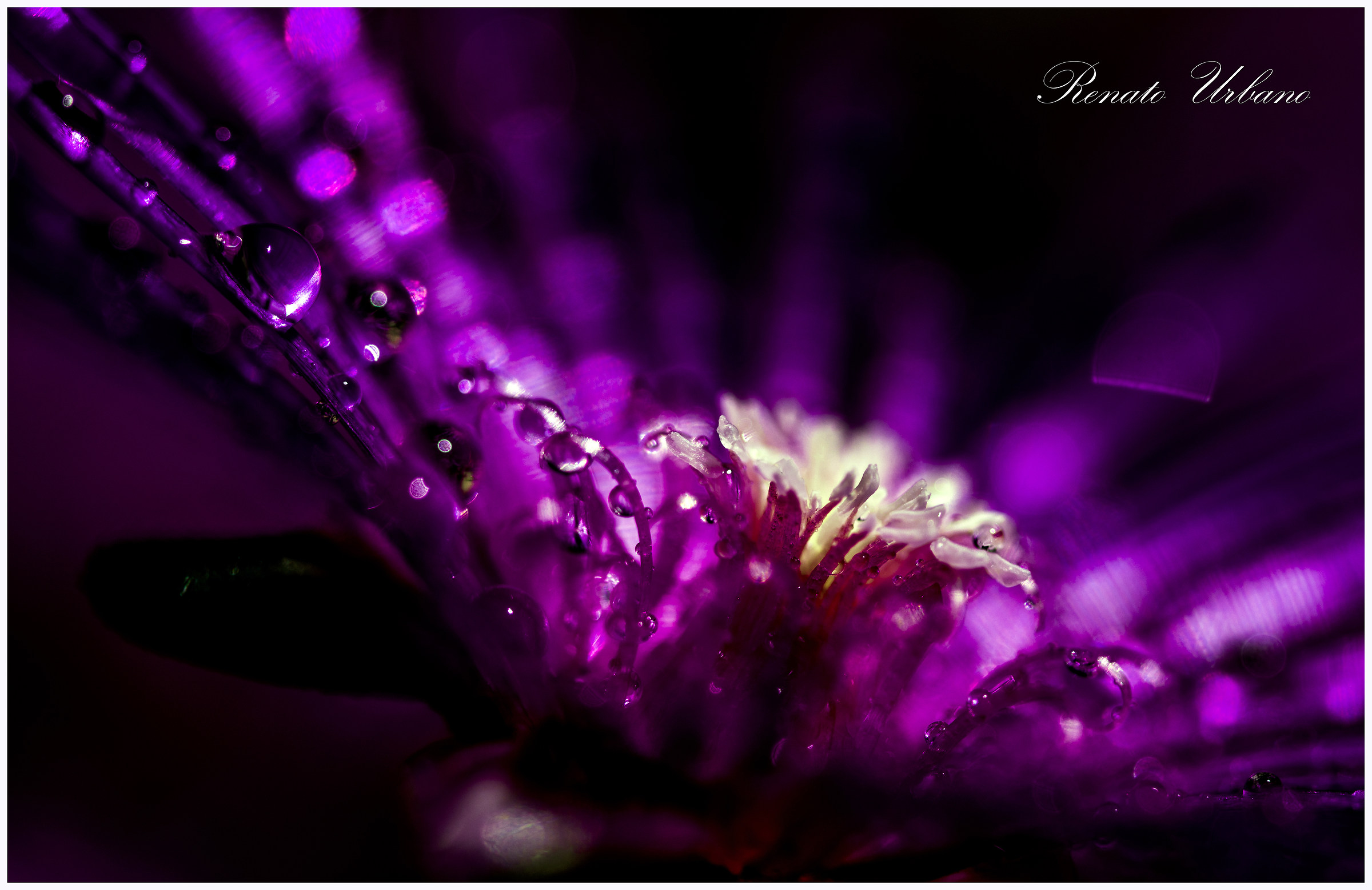Stamens and pistils 6