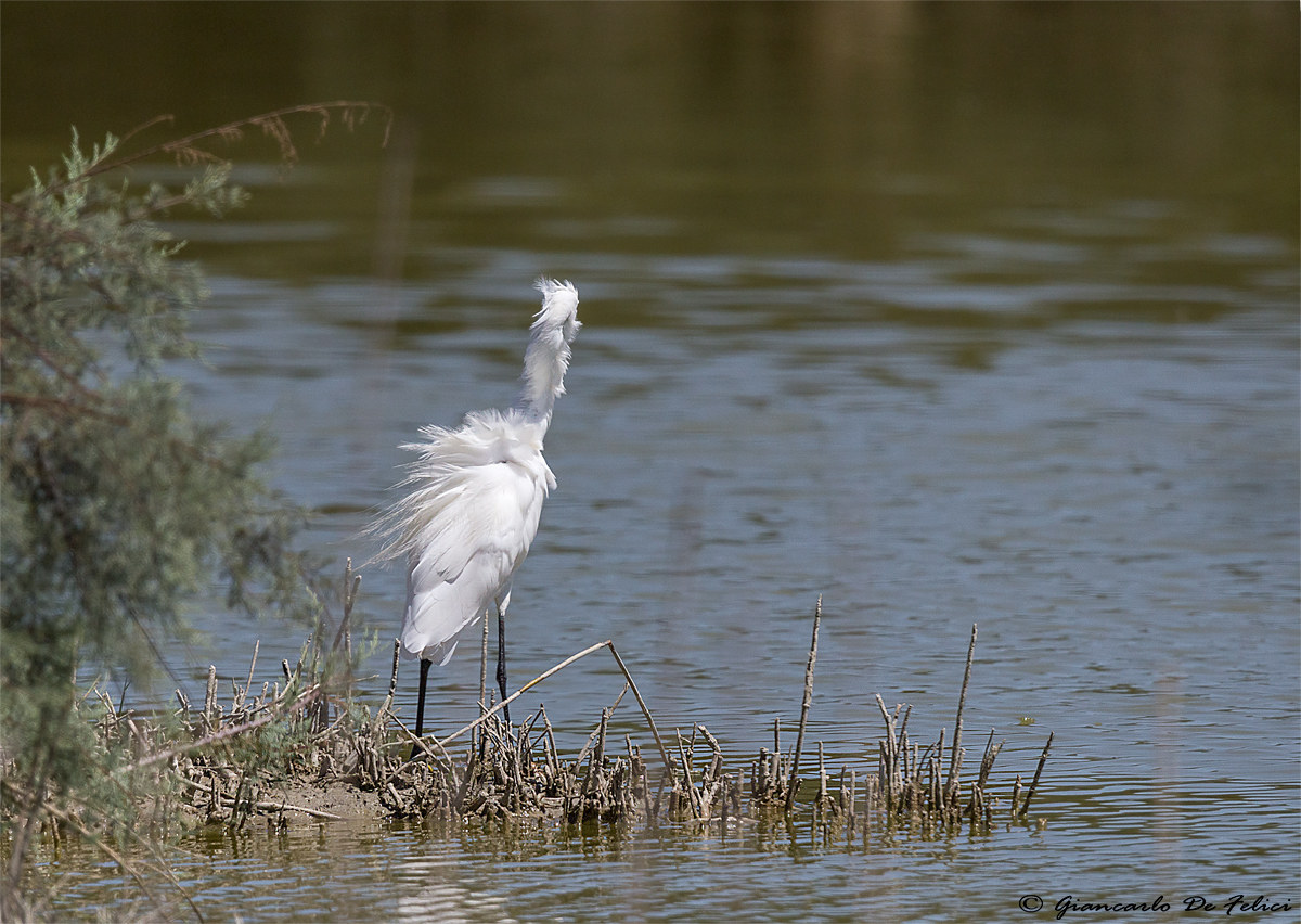 Sorry shoulders but with feathers ruffled so .....