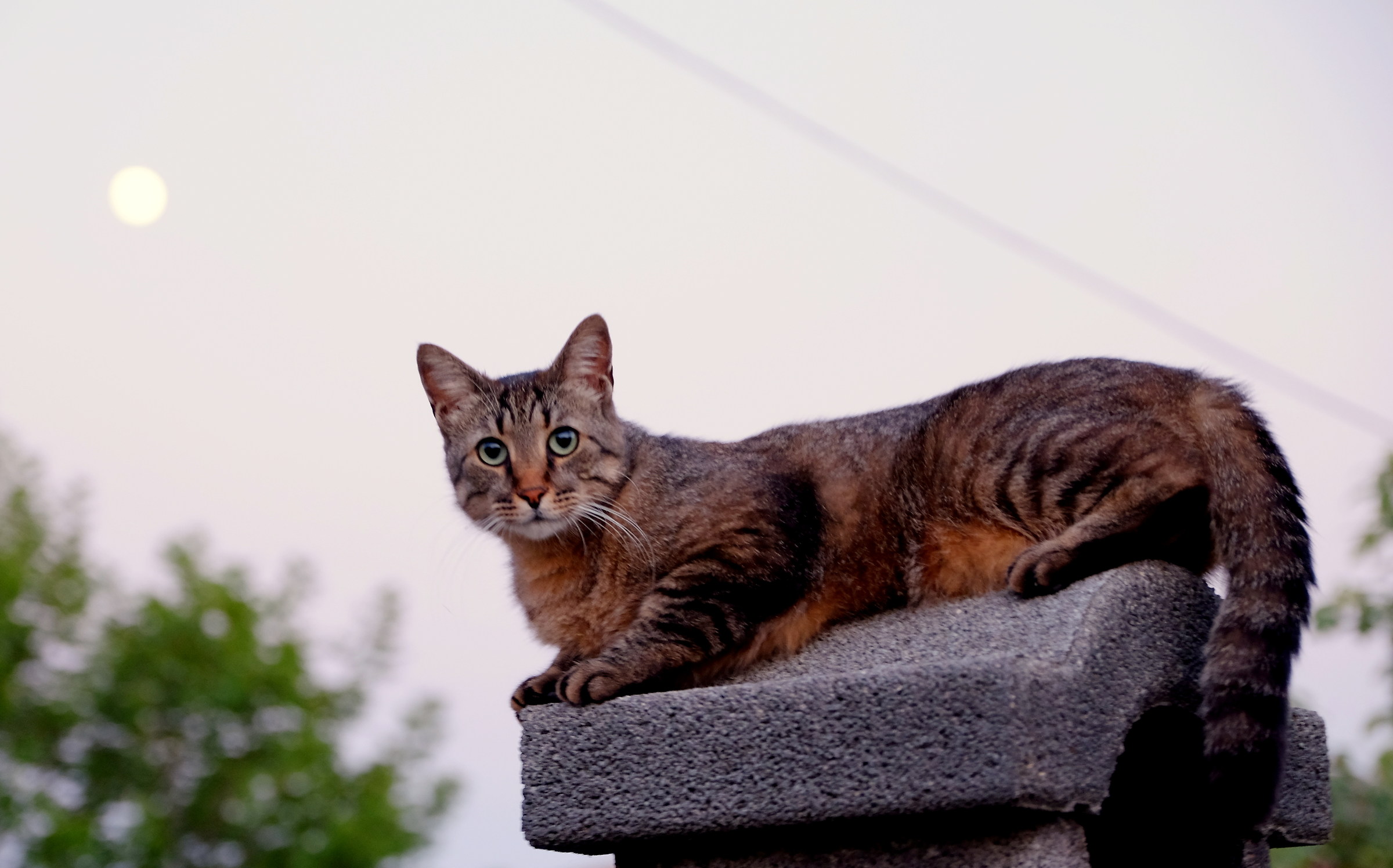 La luna il gatto e il camino
