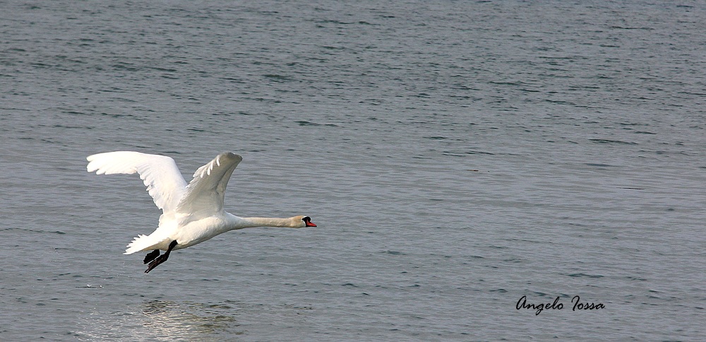 Cigno sul lago di Garda