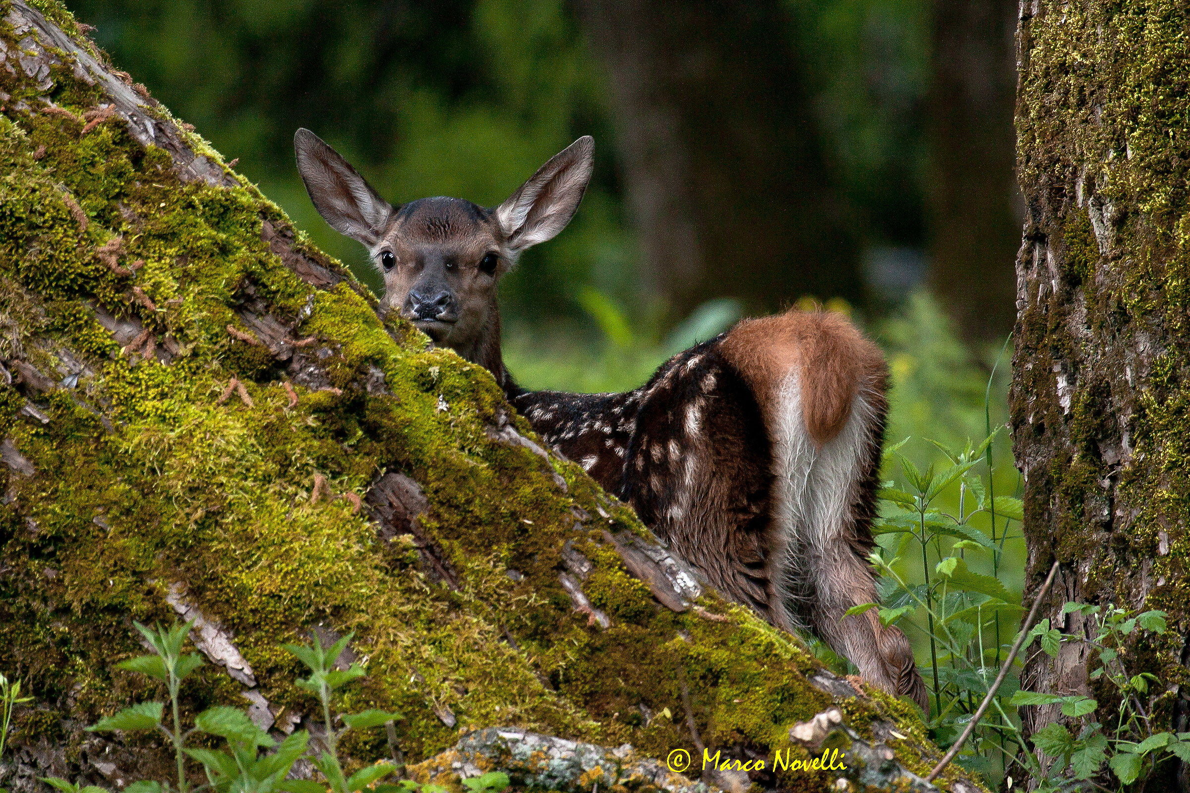 Cerbiatto in foresta