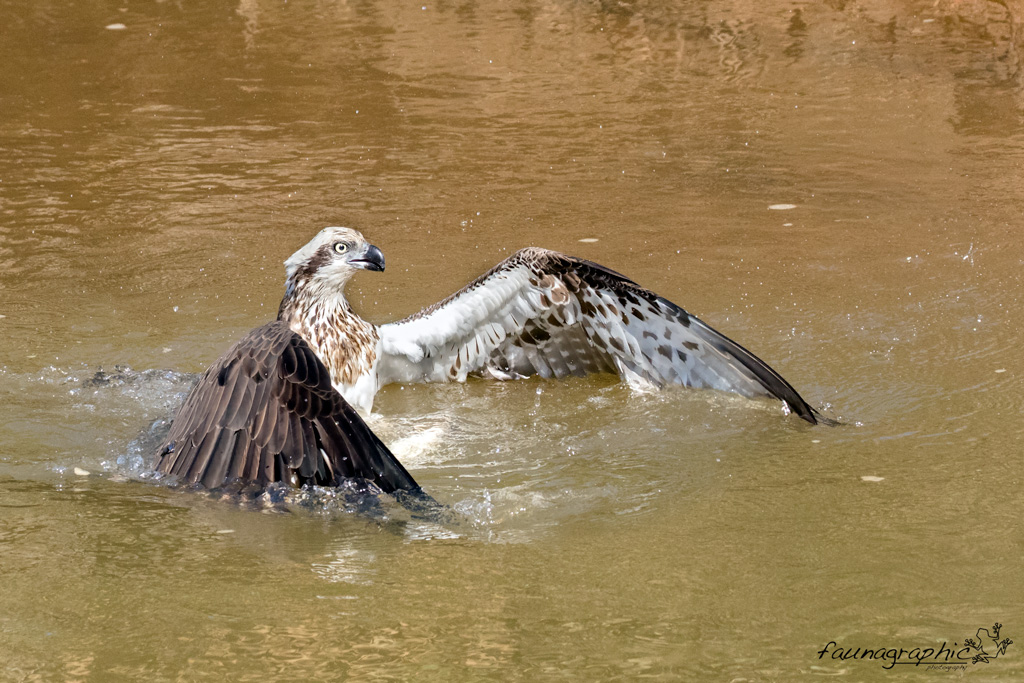 Osprey Bath
