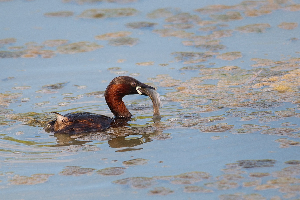Little Grebe with prey ...
